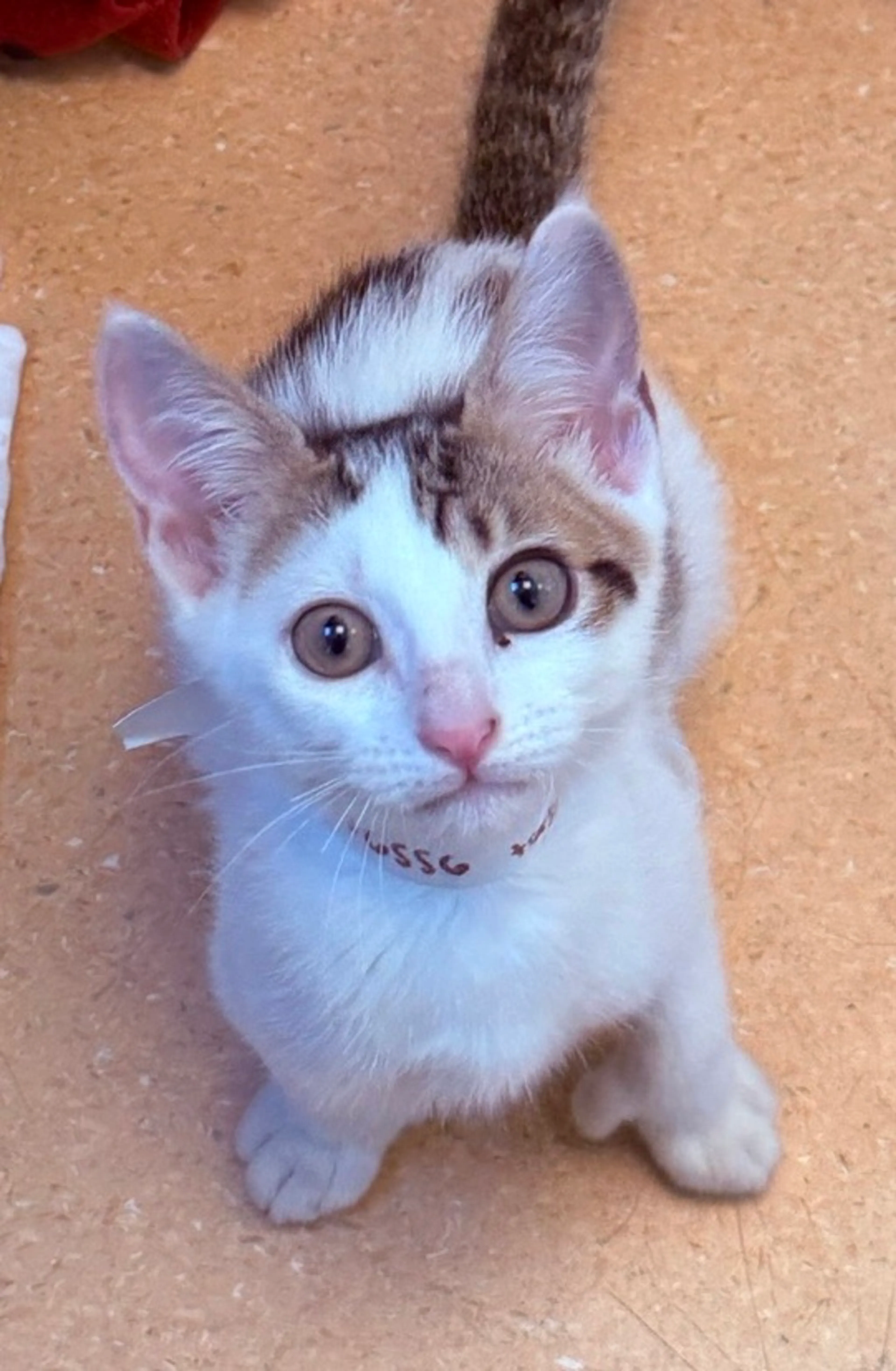 Found pet