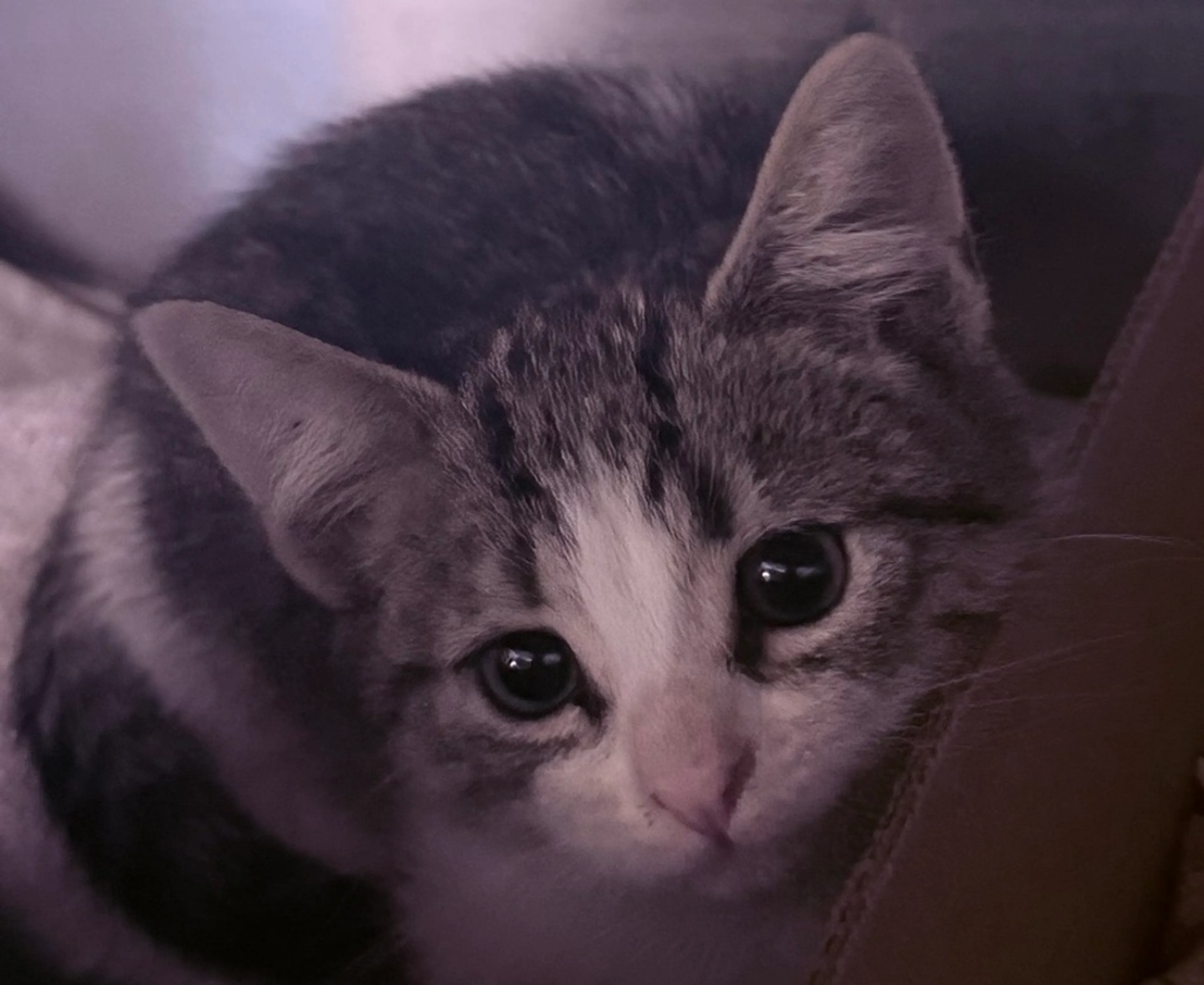 Found pet