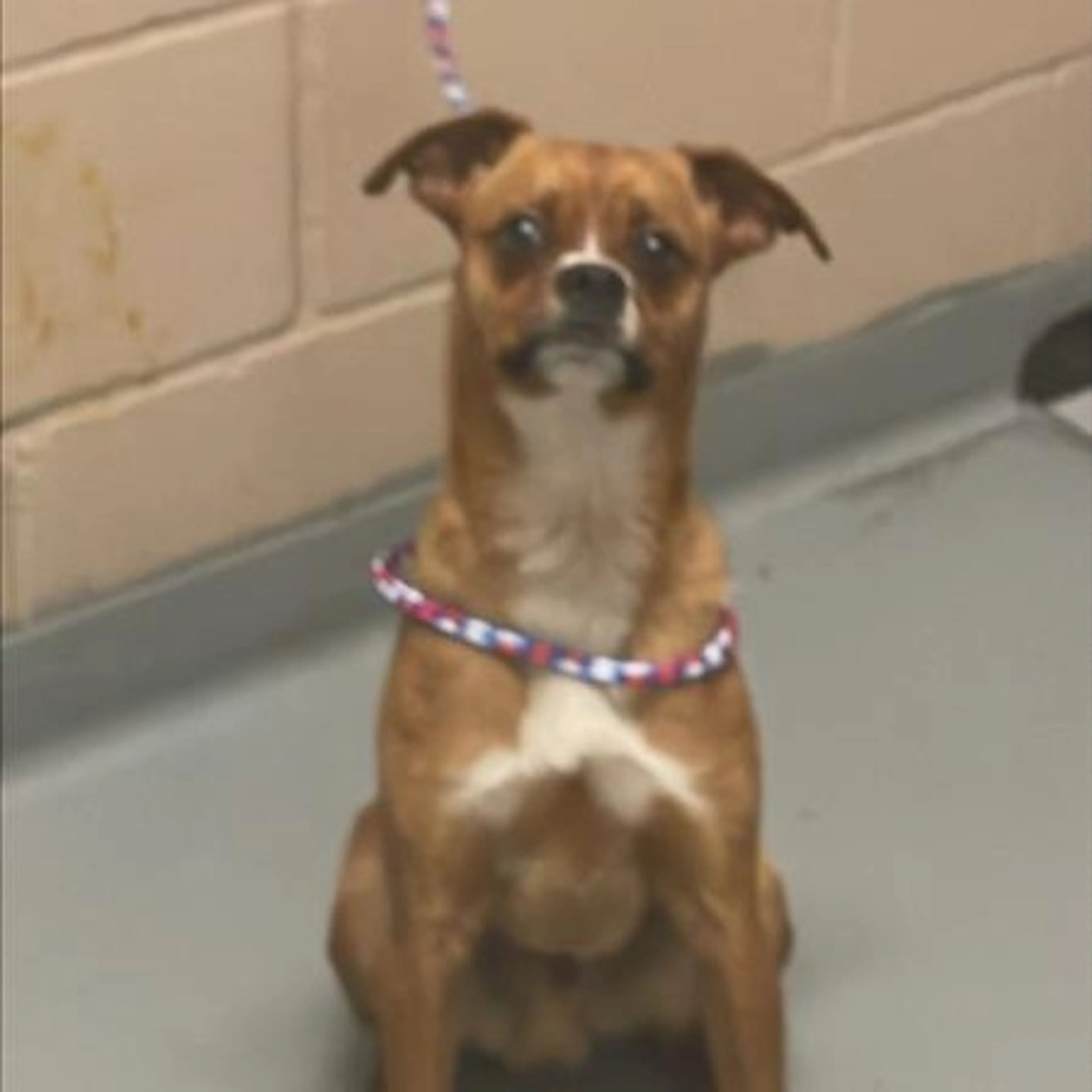 Found pet