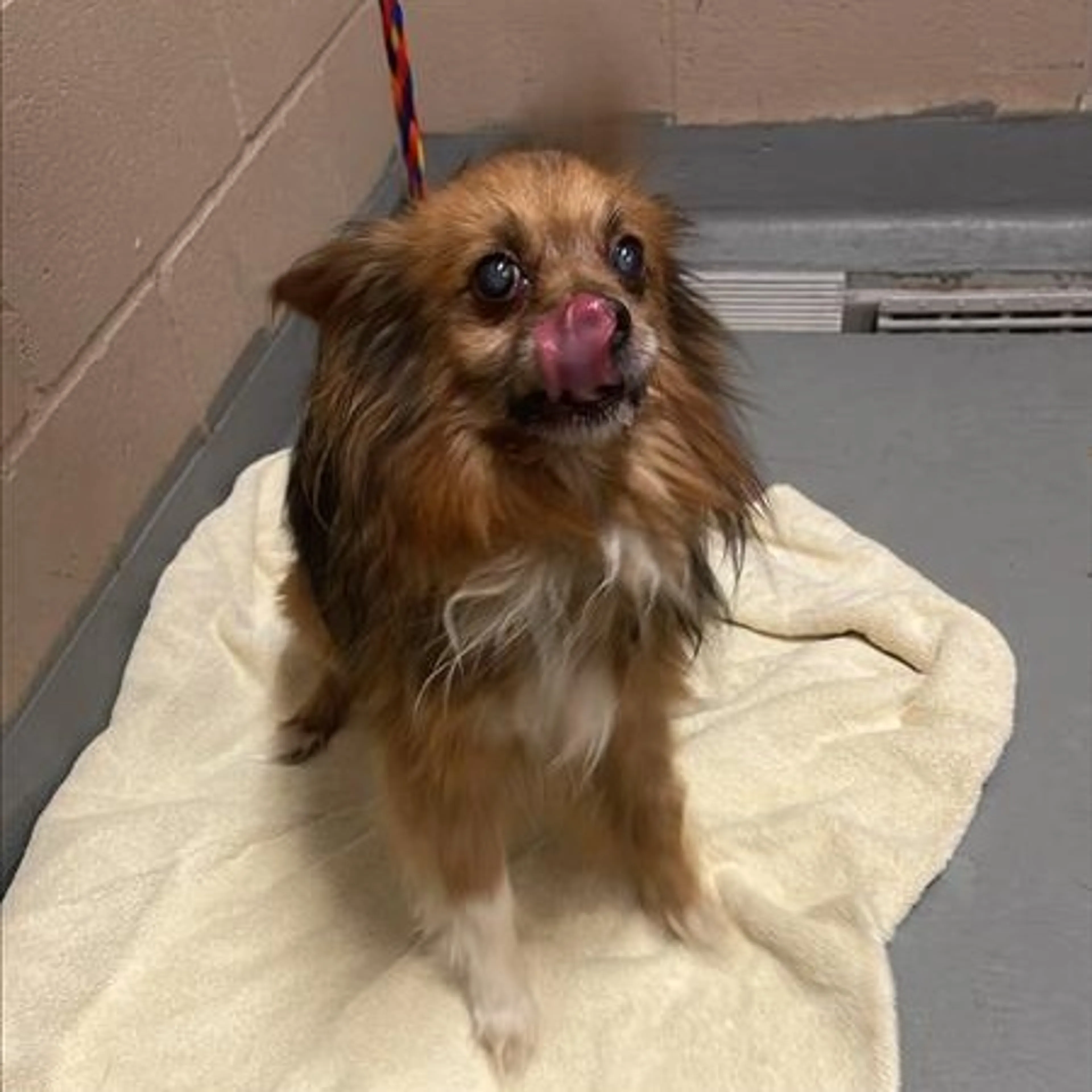 Found pet