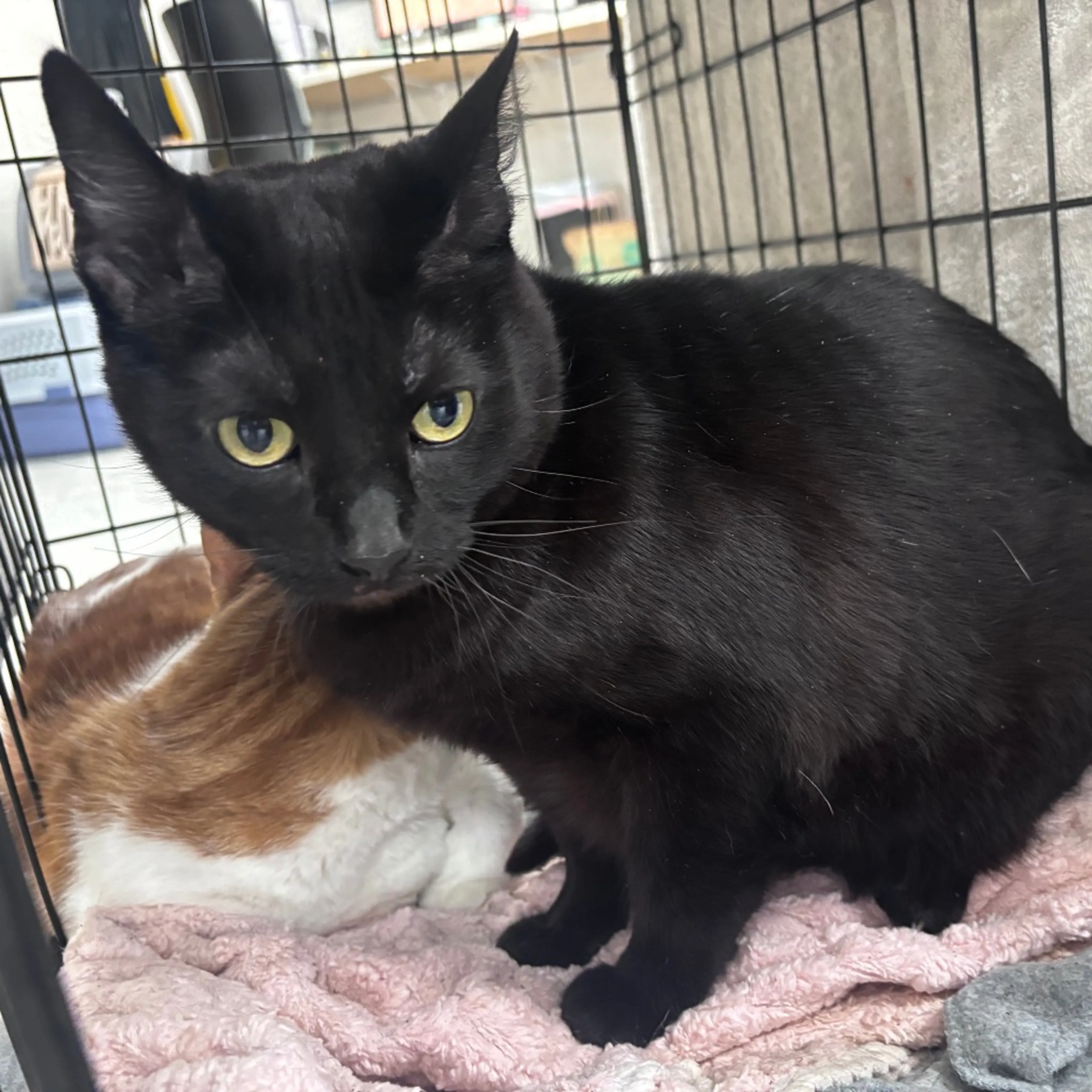 Found pet
