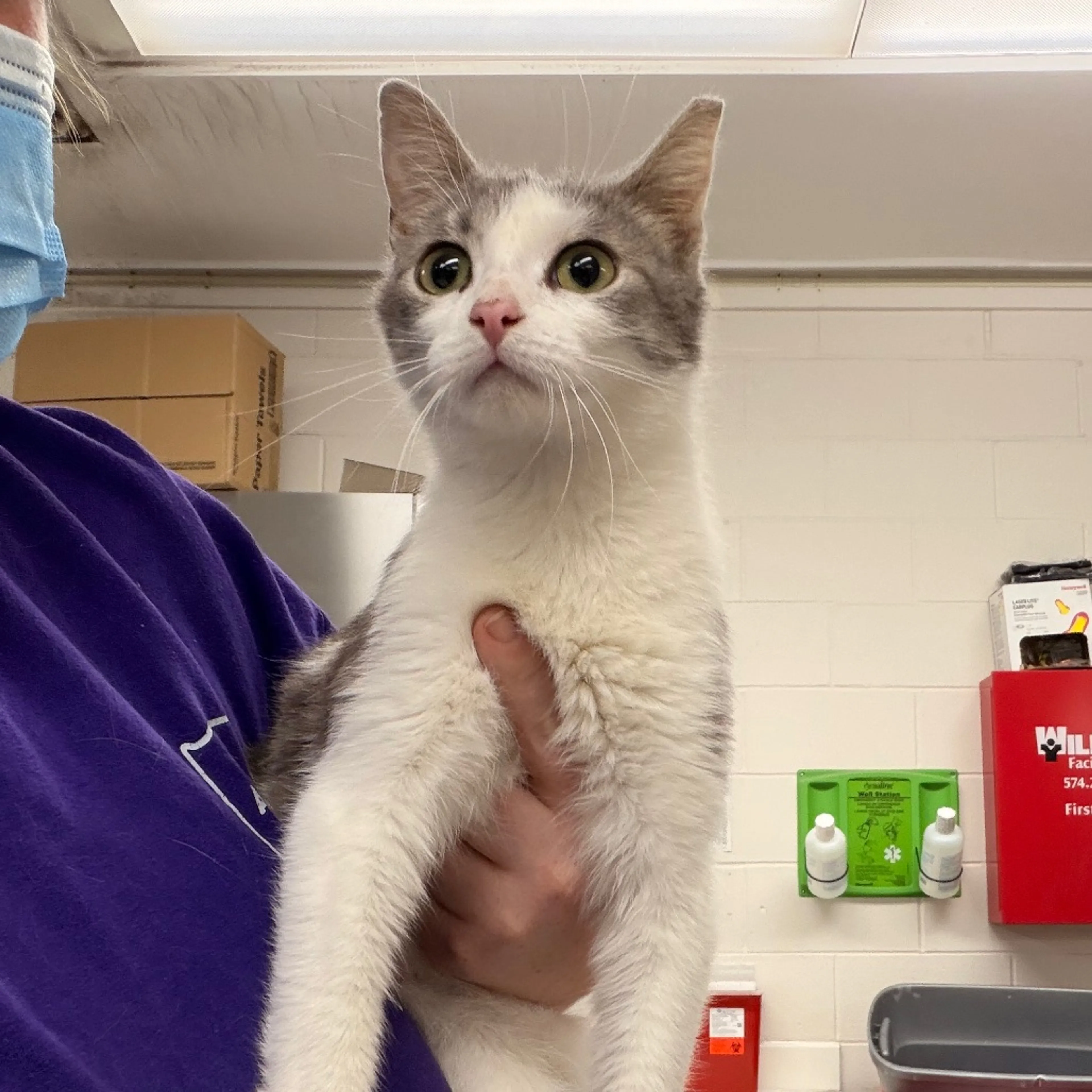 Found pet