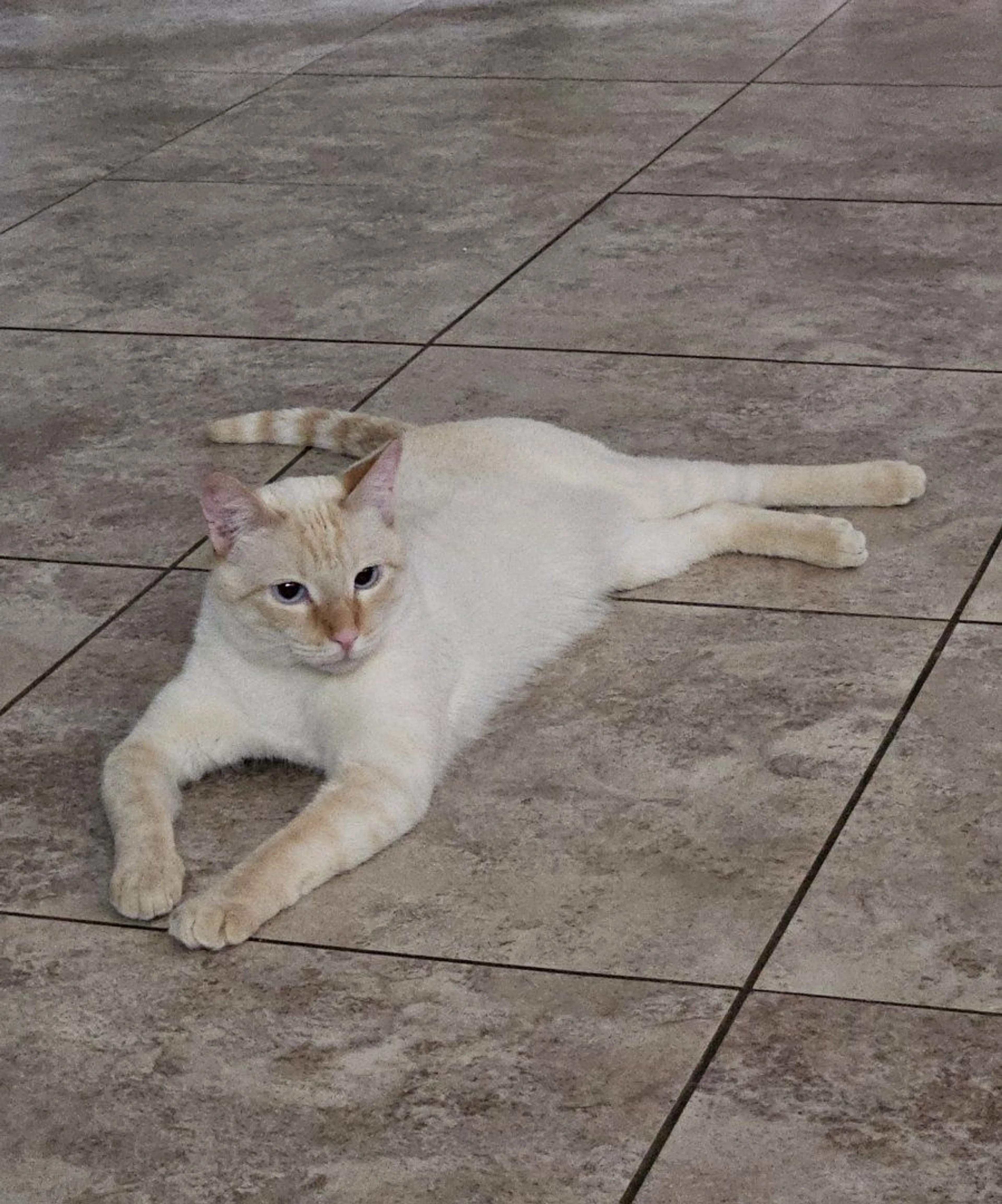 Lost pet-1