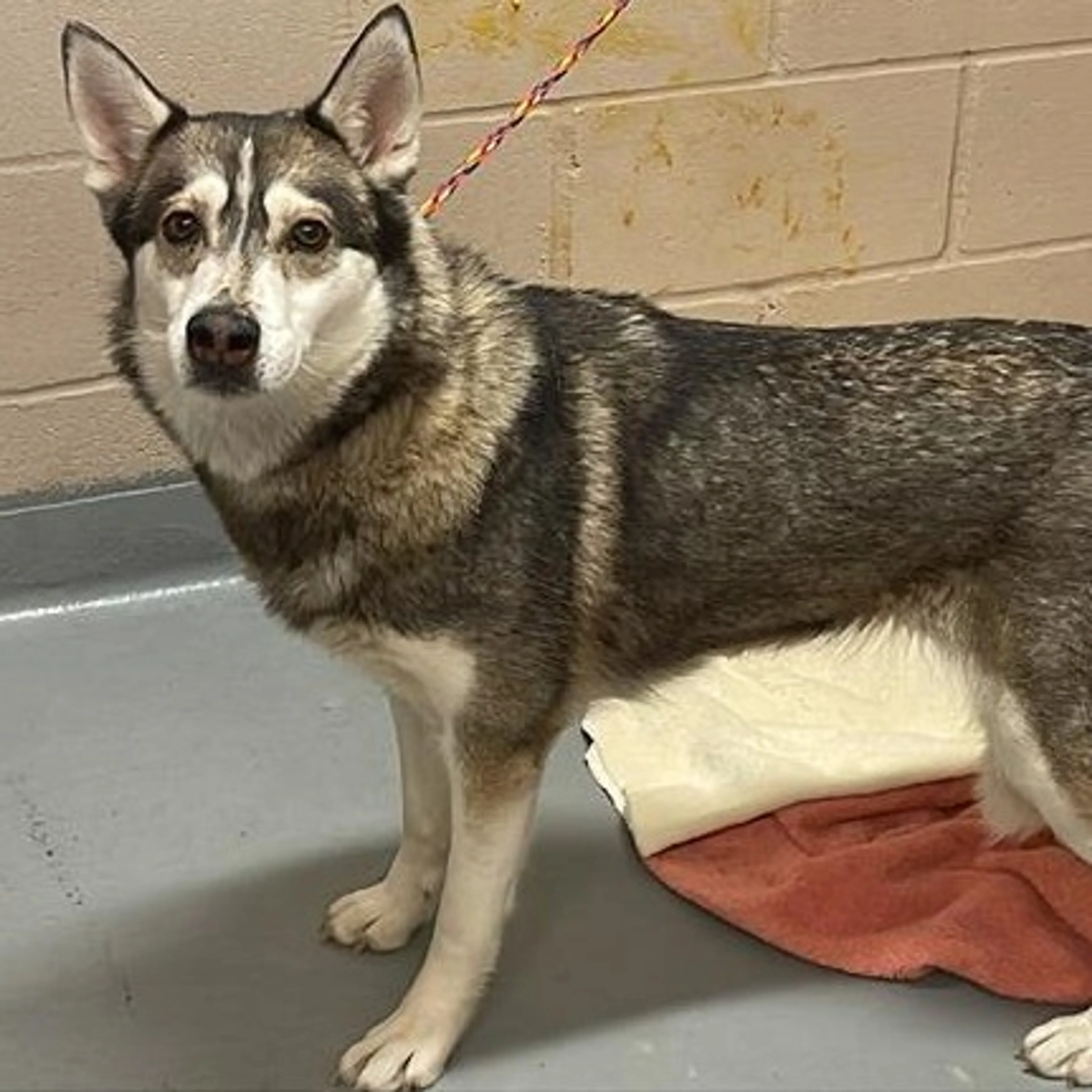 Found pet