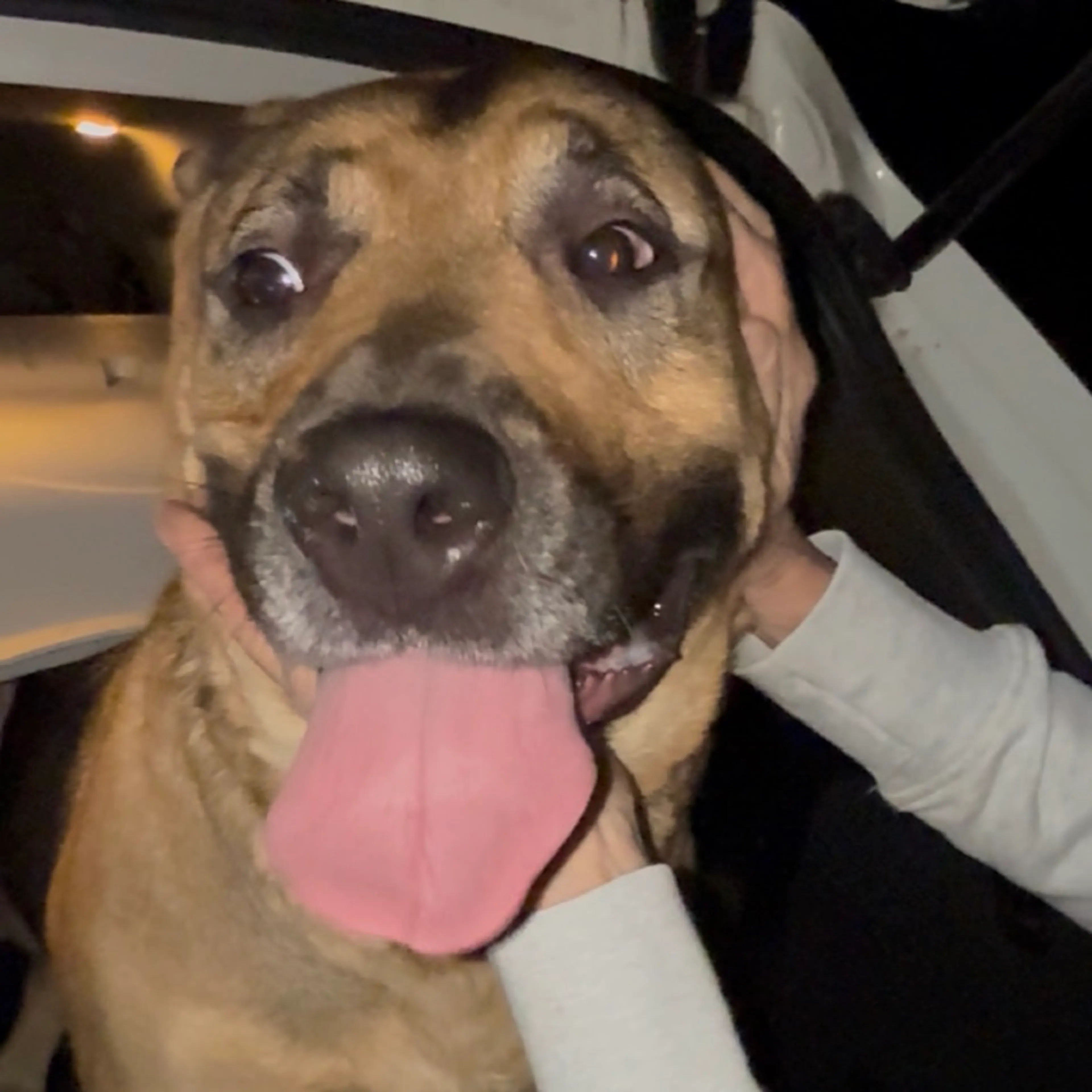 Found pet