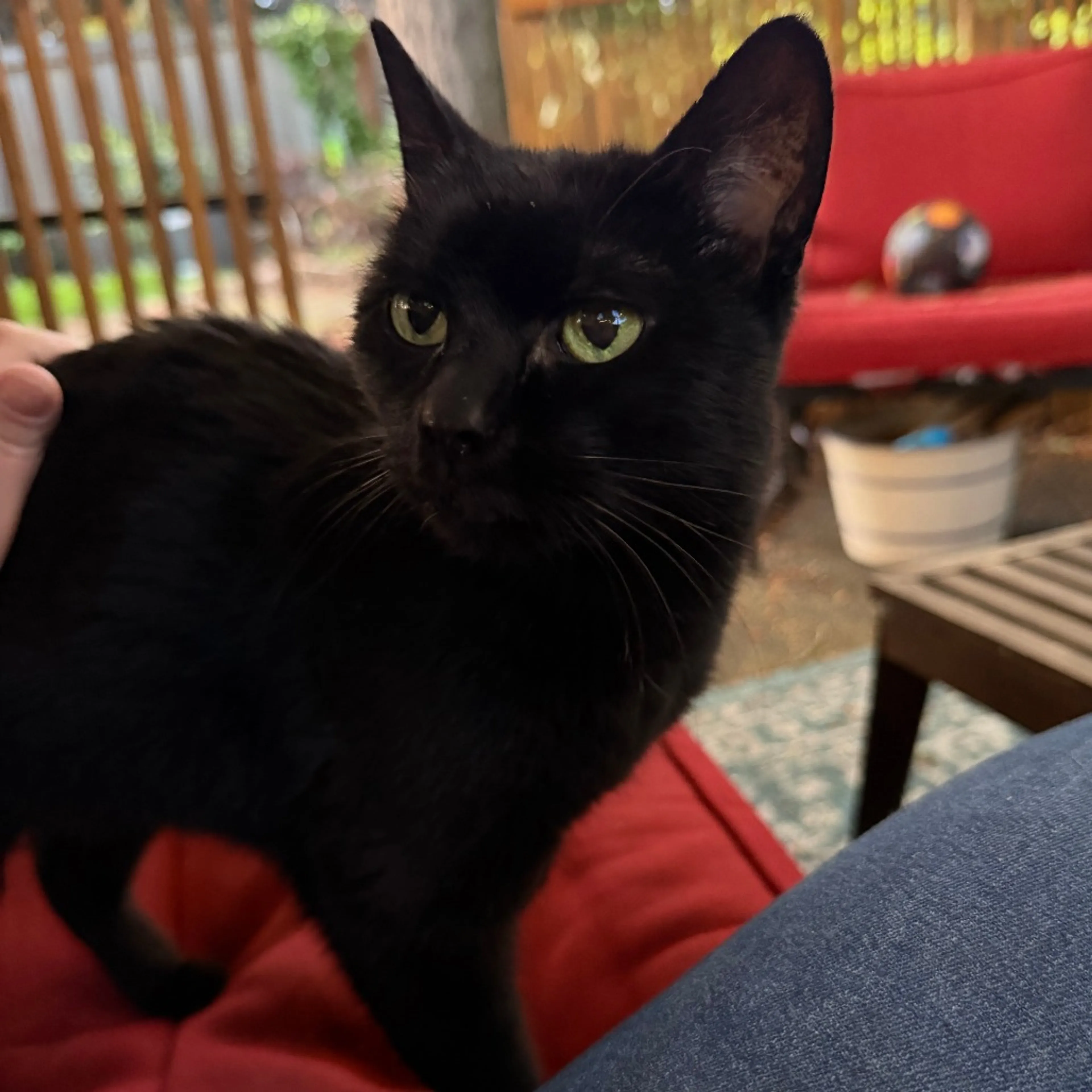 Found pet