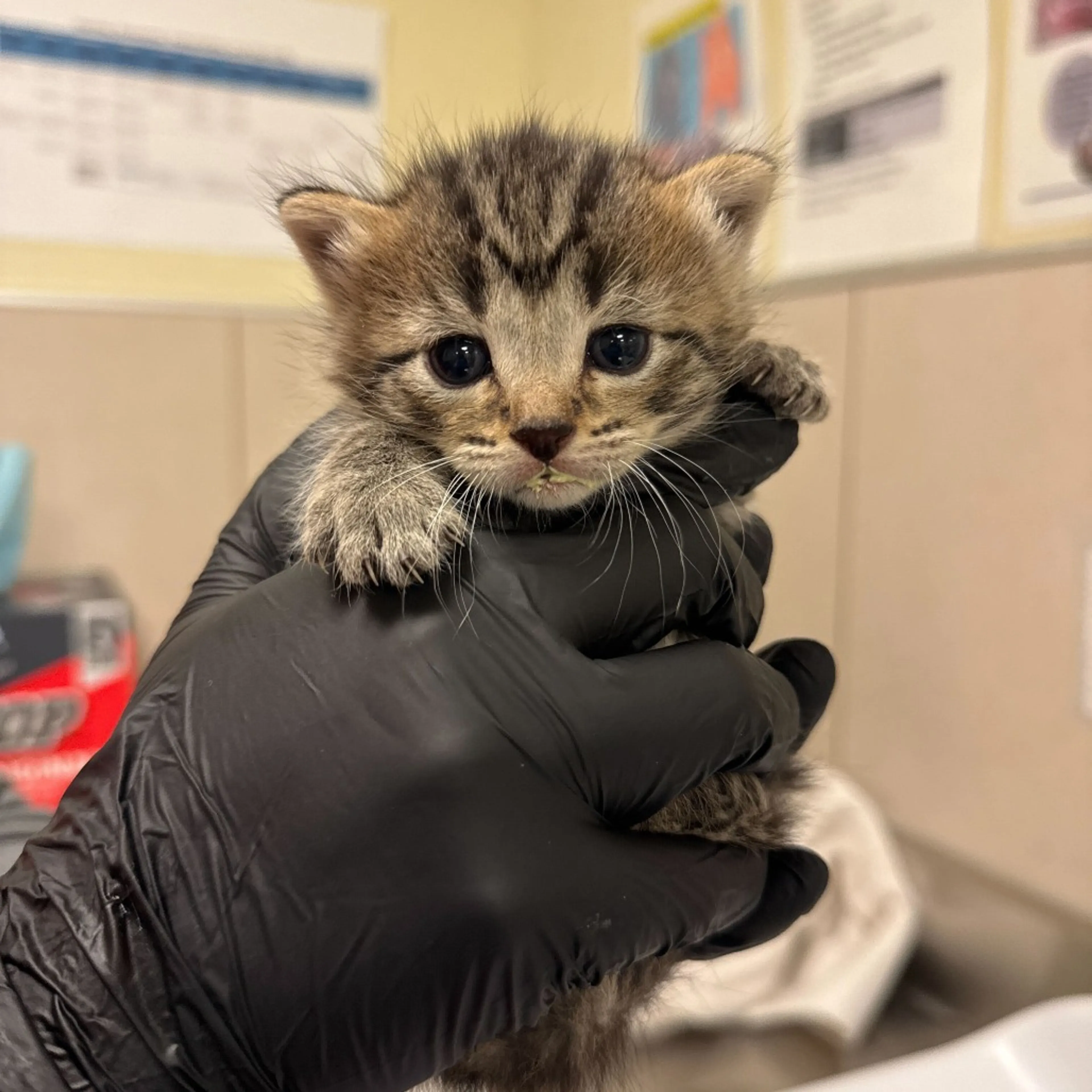 Found pet