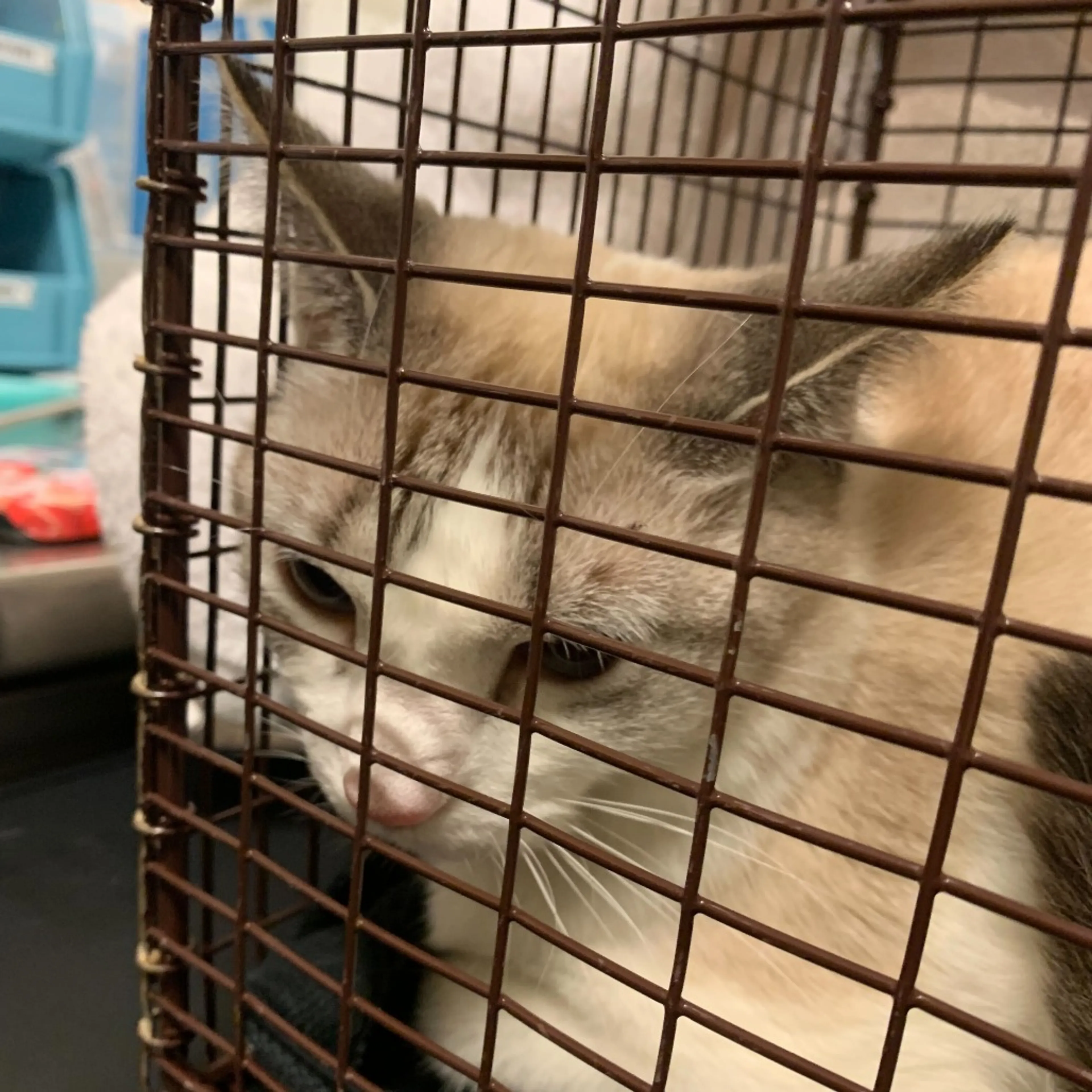 Found pet