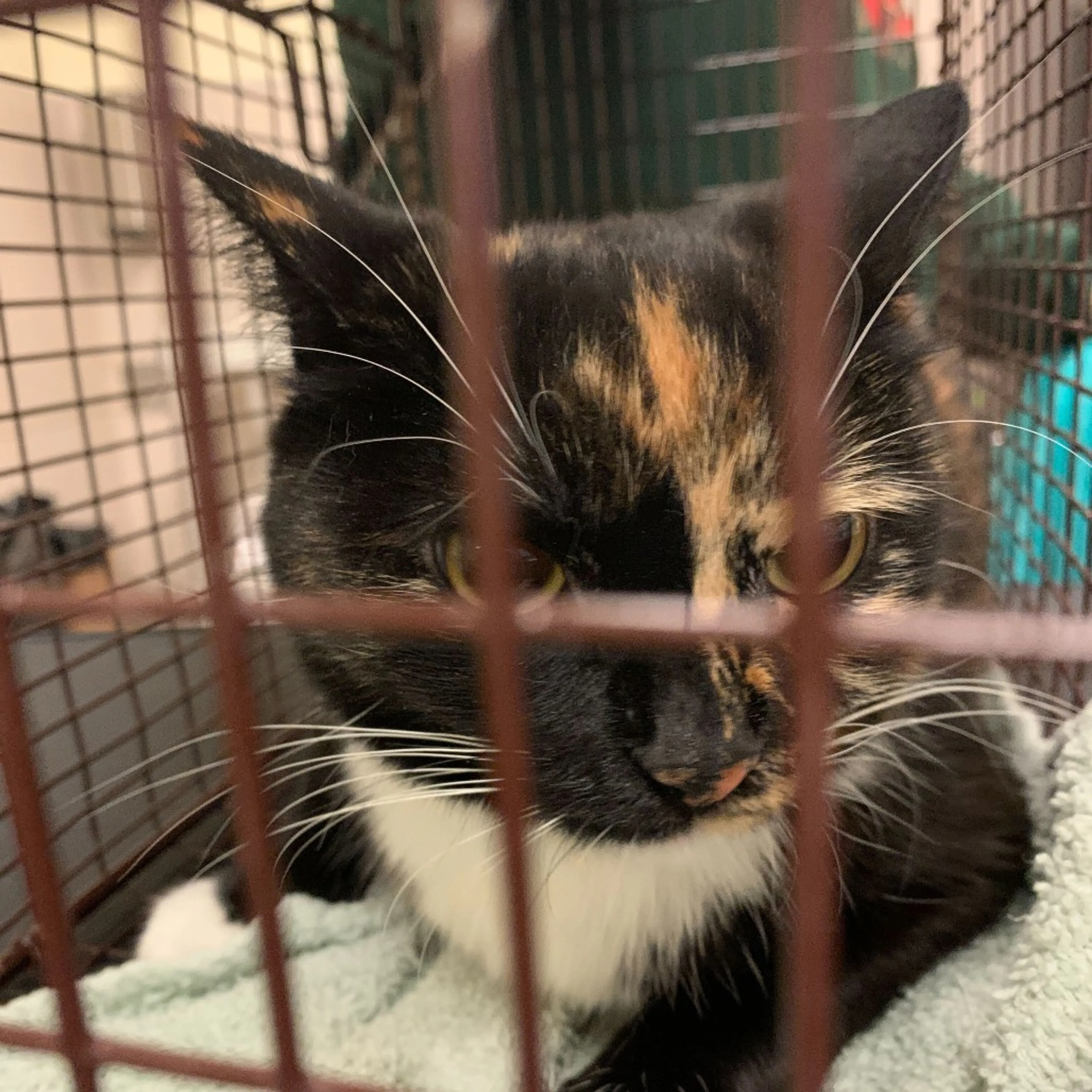 Found pet
