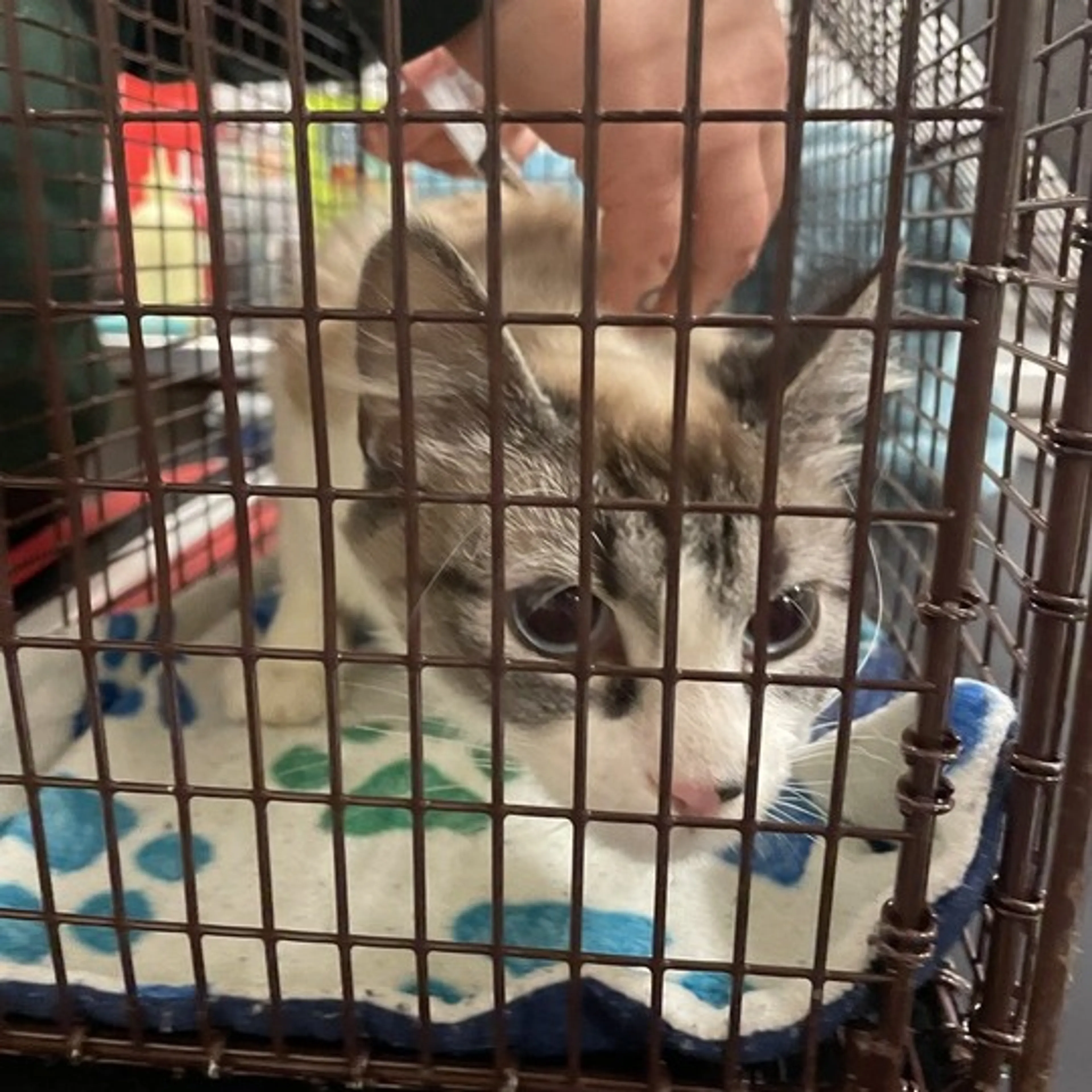 Found pet