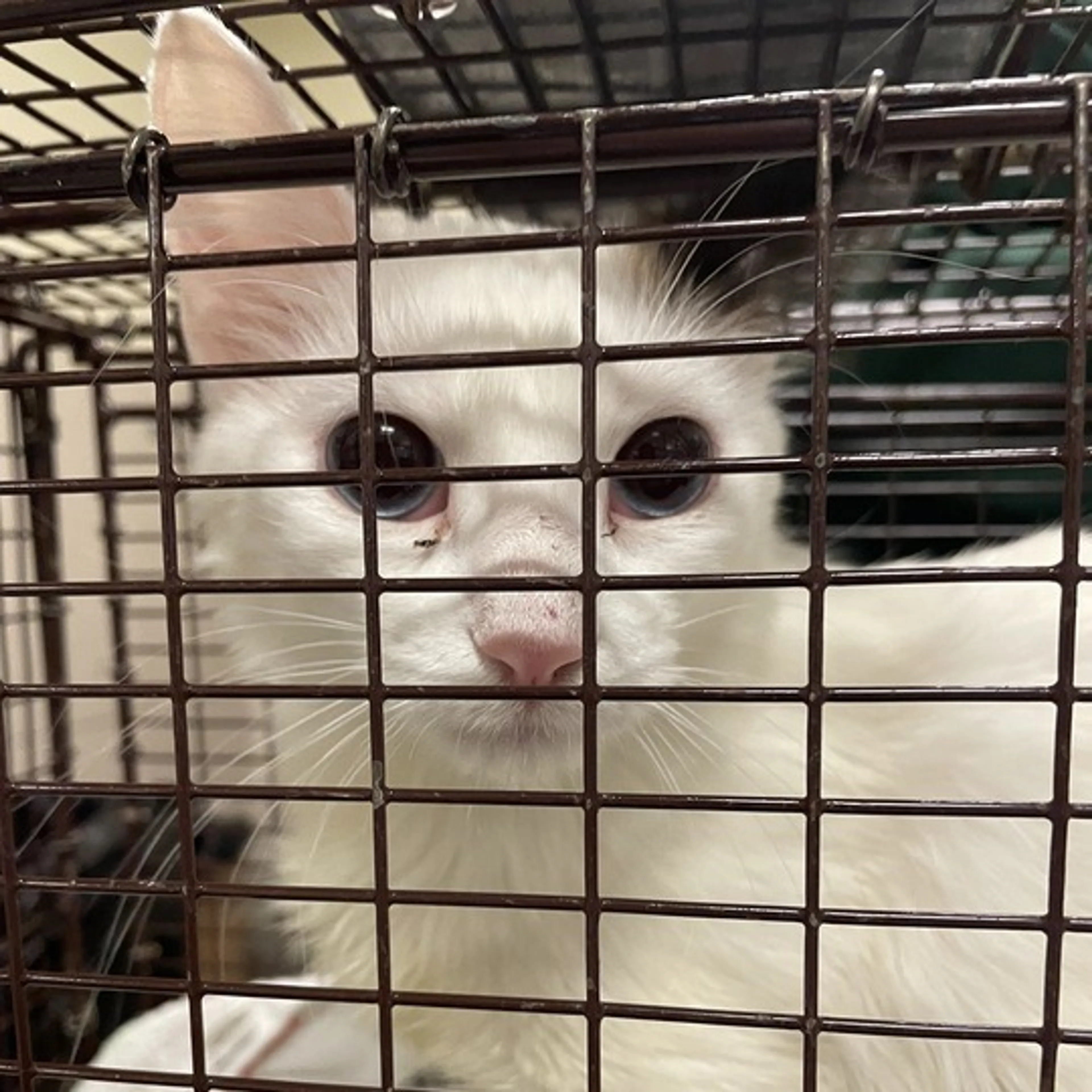 Found pet