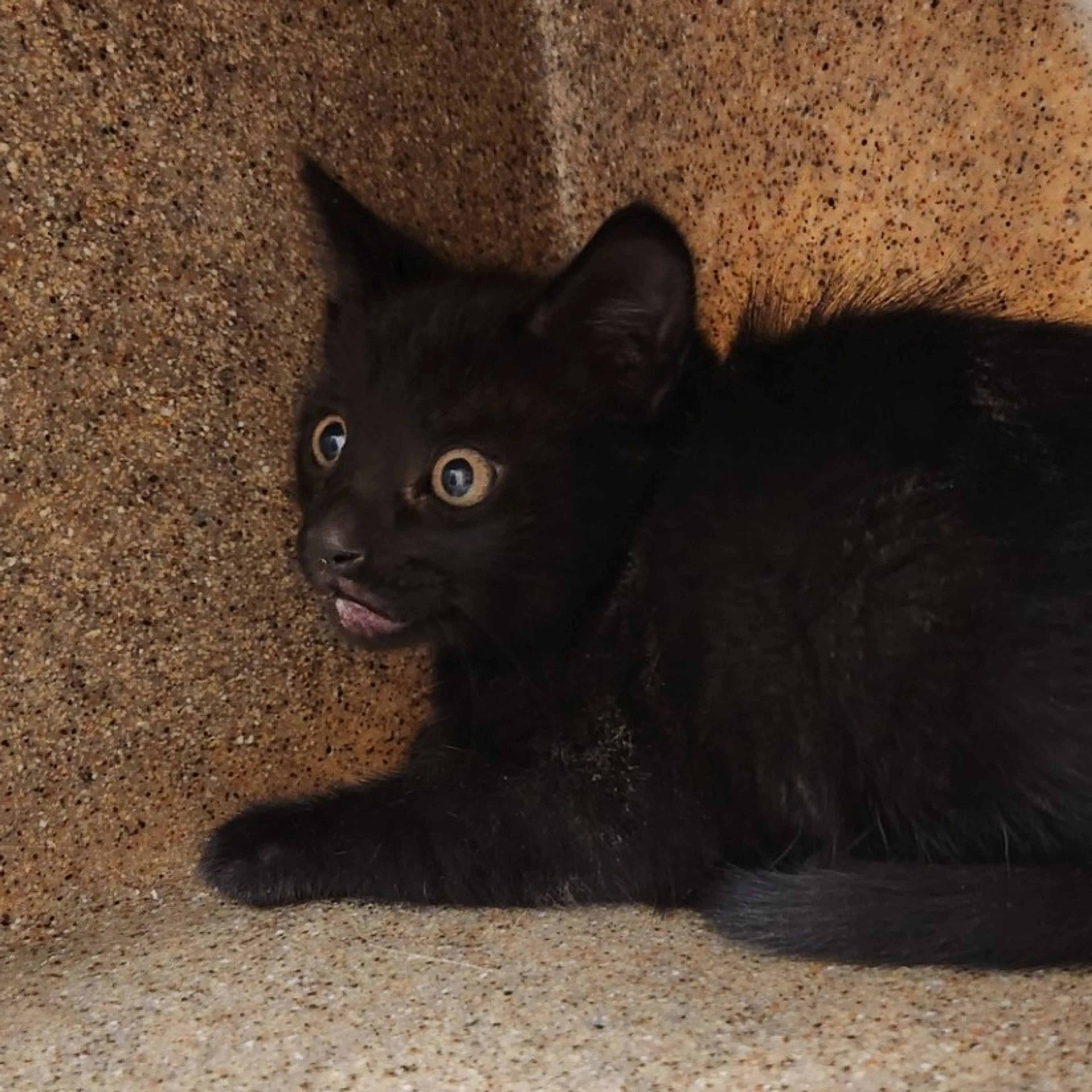 Found pet