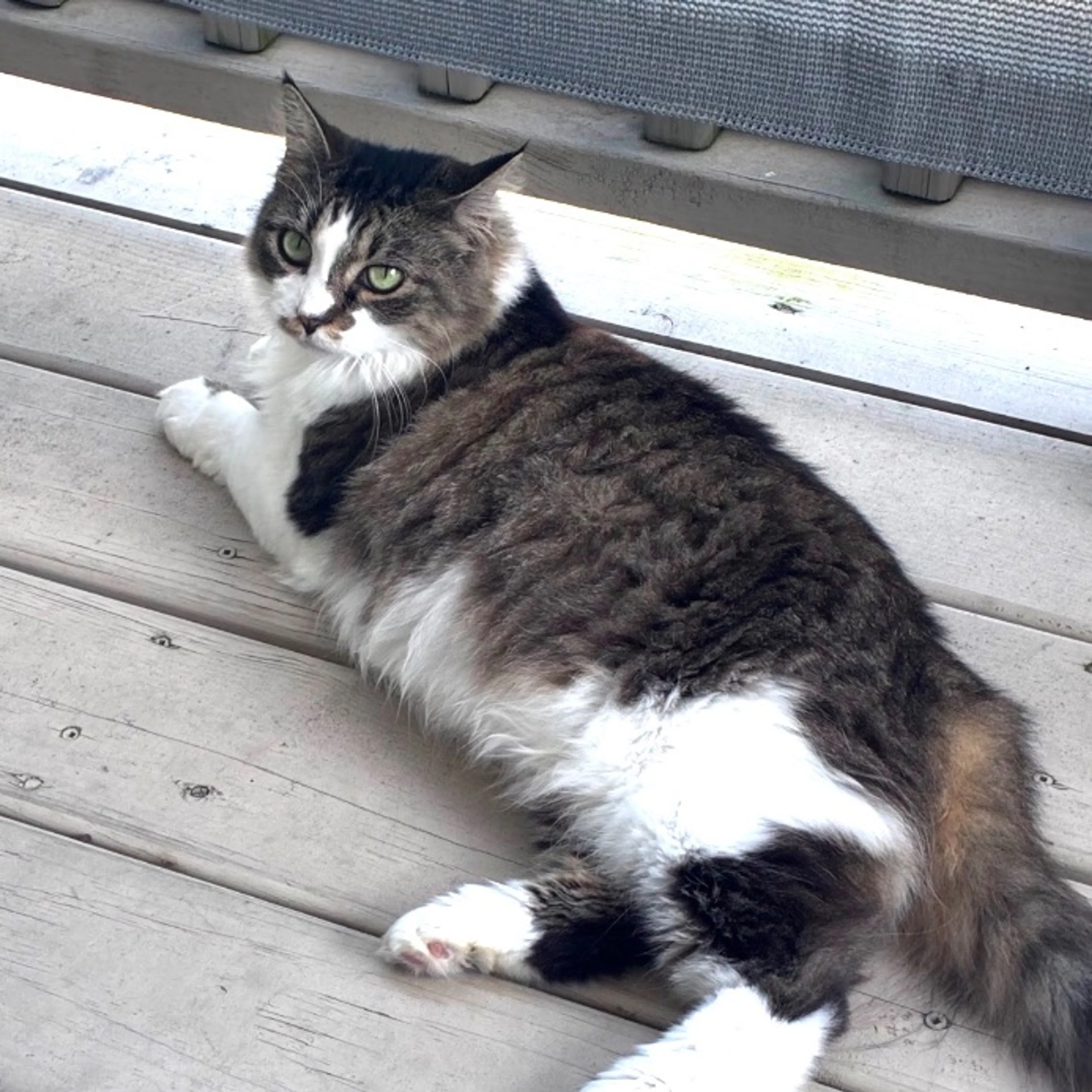 Lost pet-0