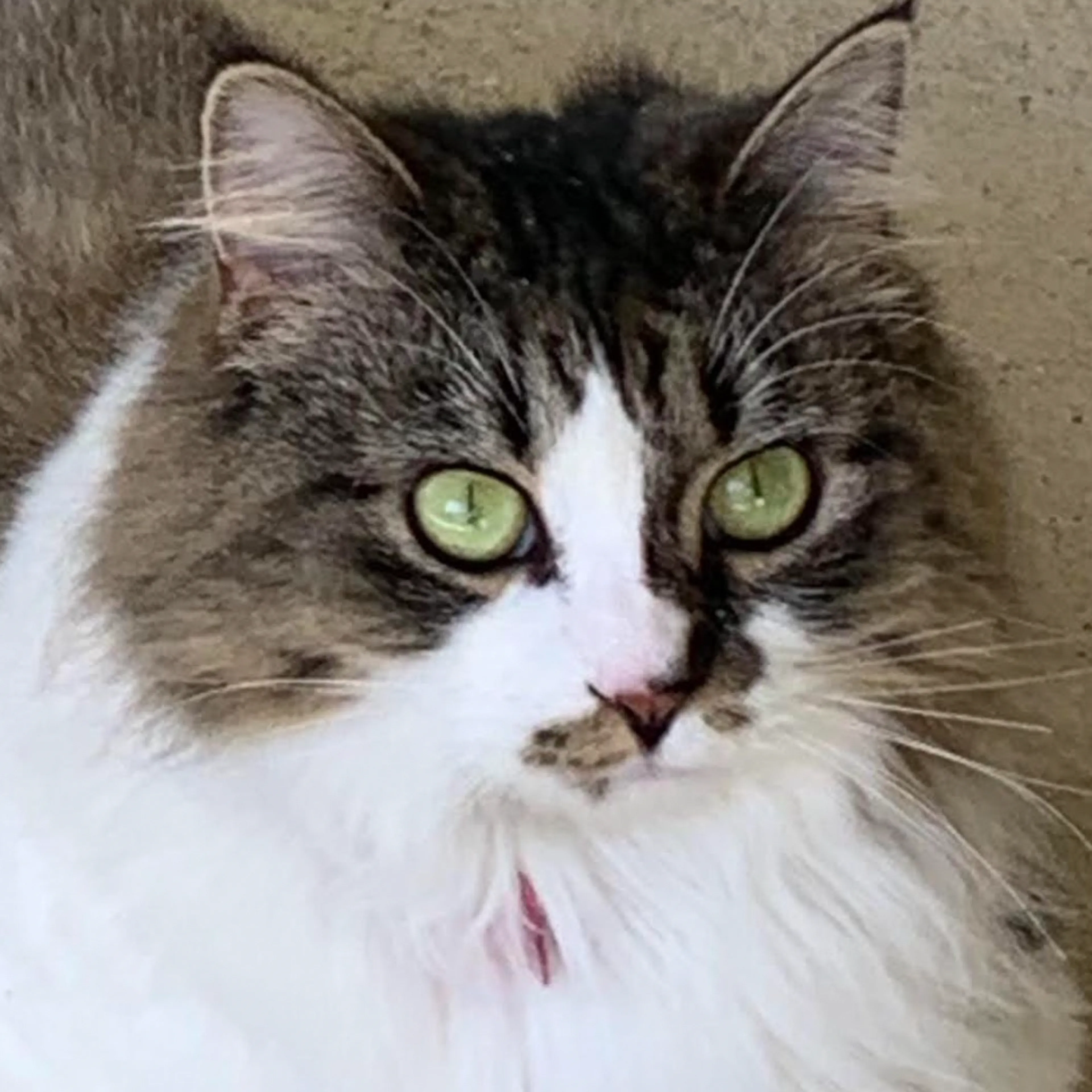 Lost pet-1