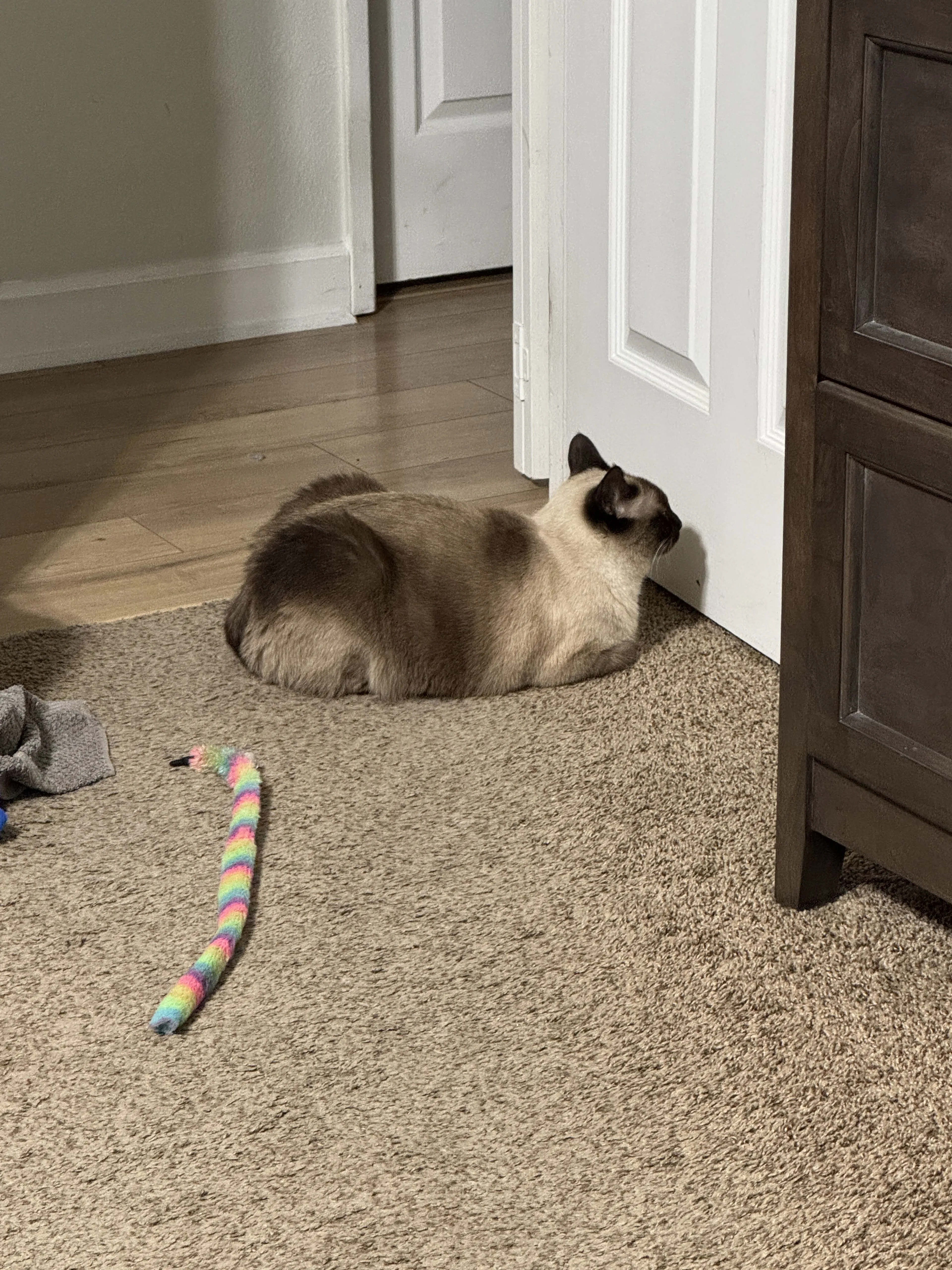 Lost pet-1