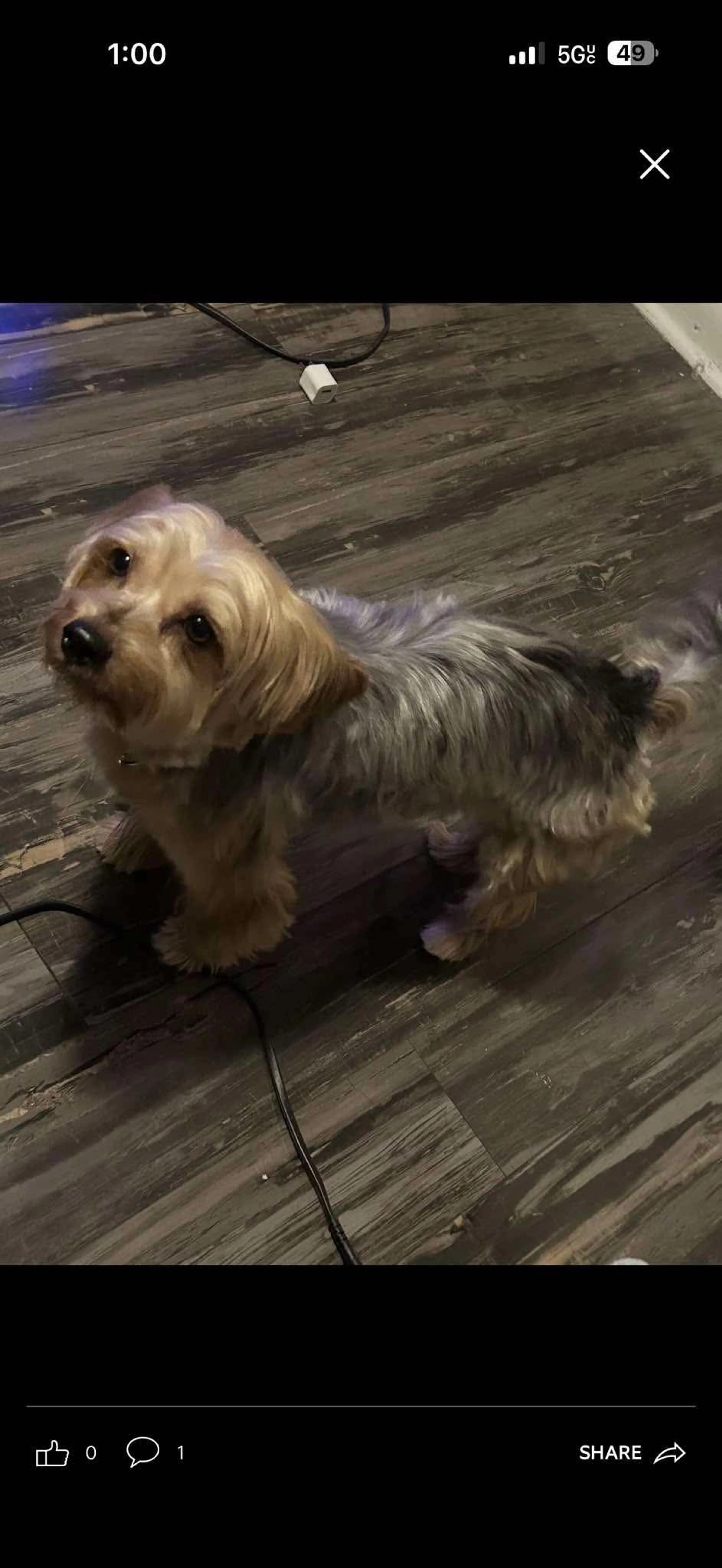 Lost pet