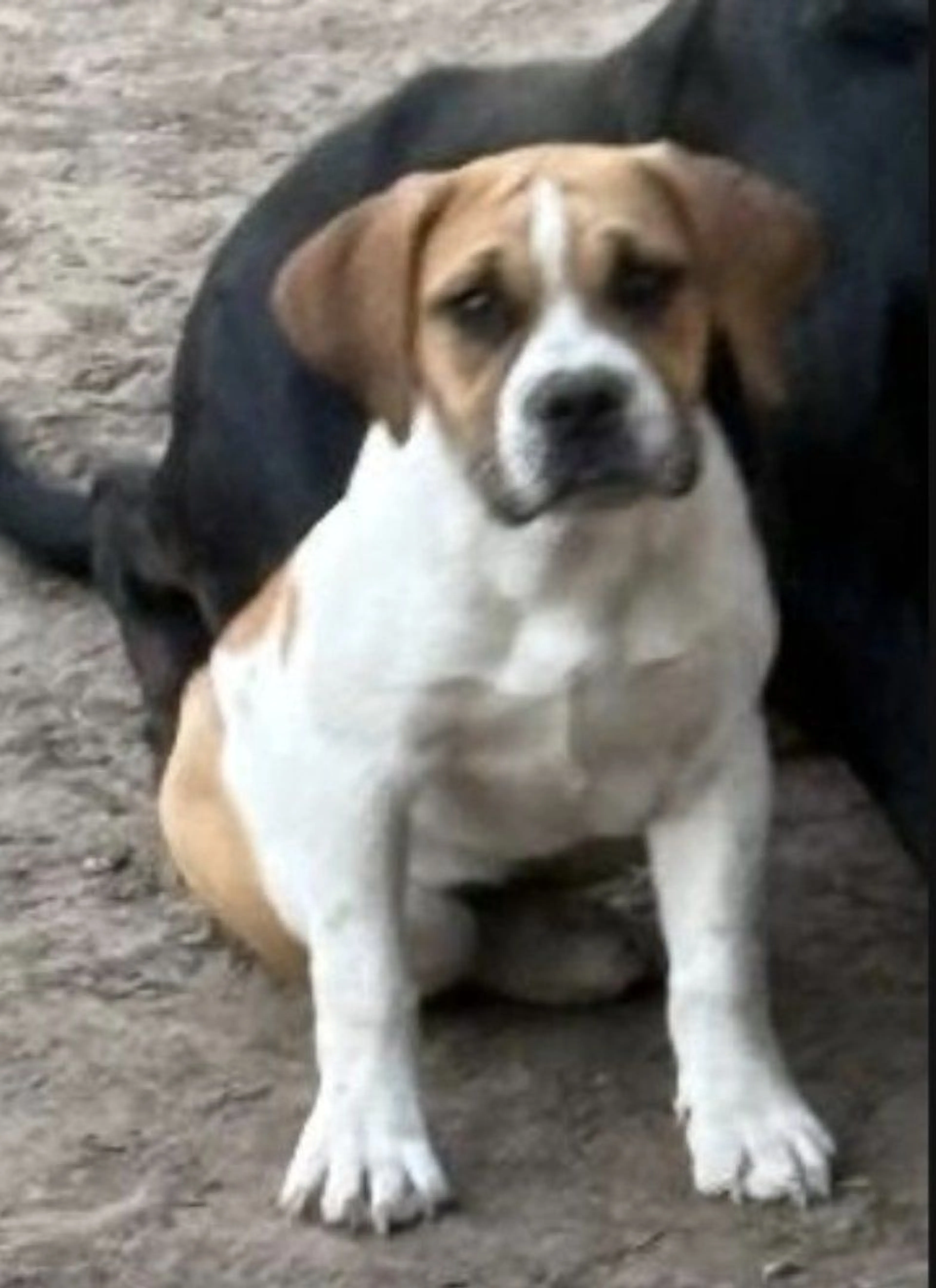 Lost pet-0
