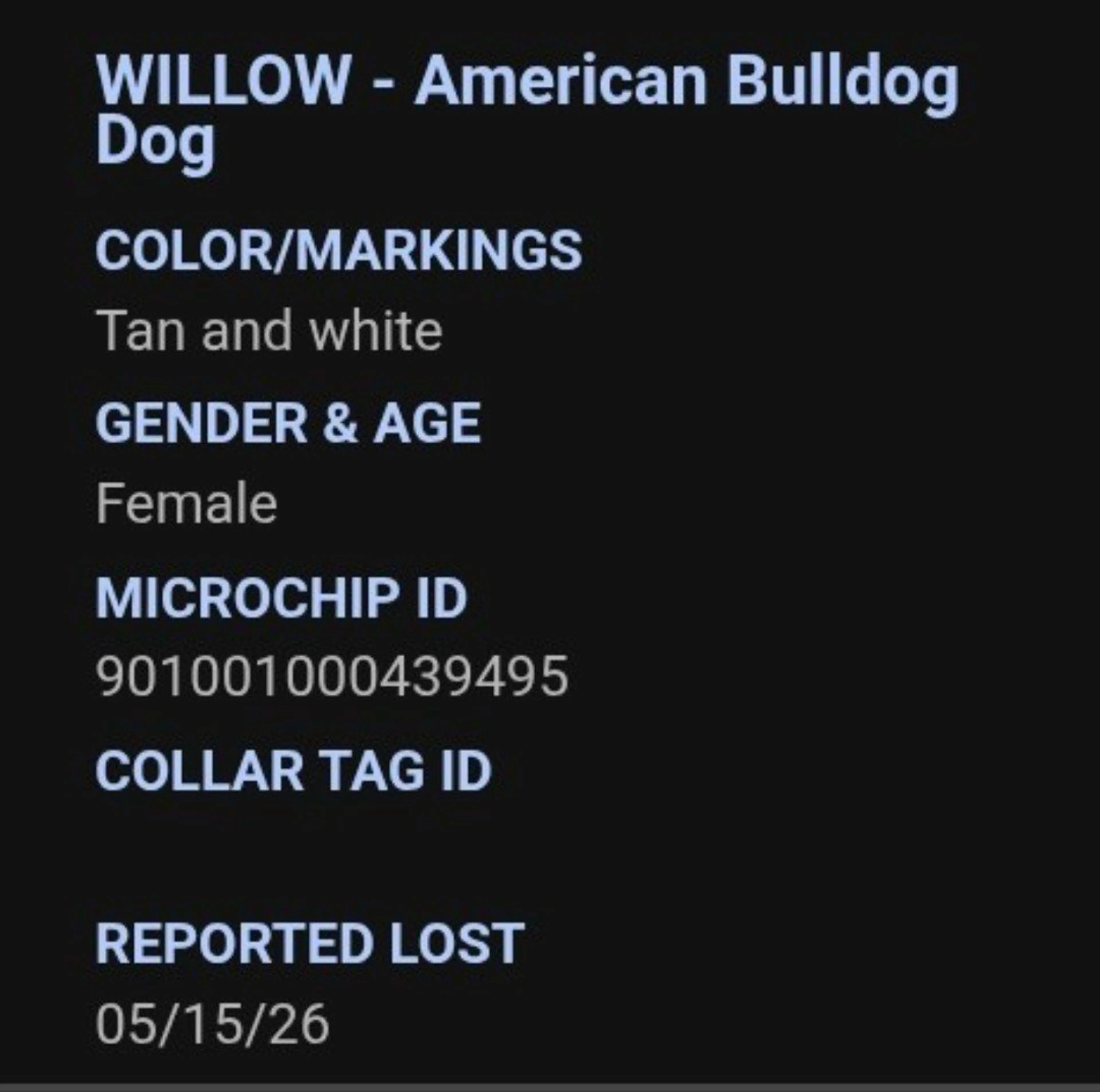 Lost pet-1