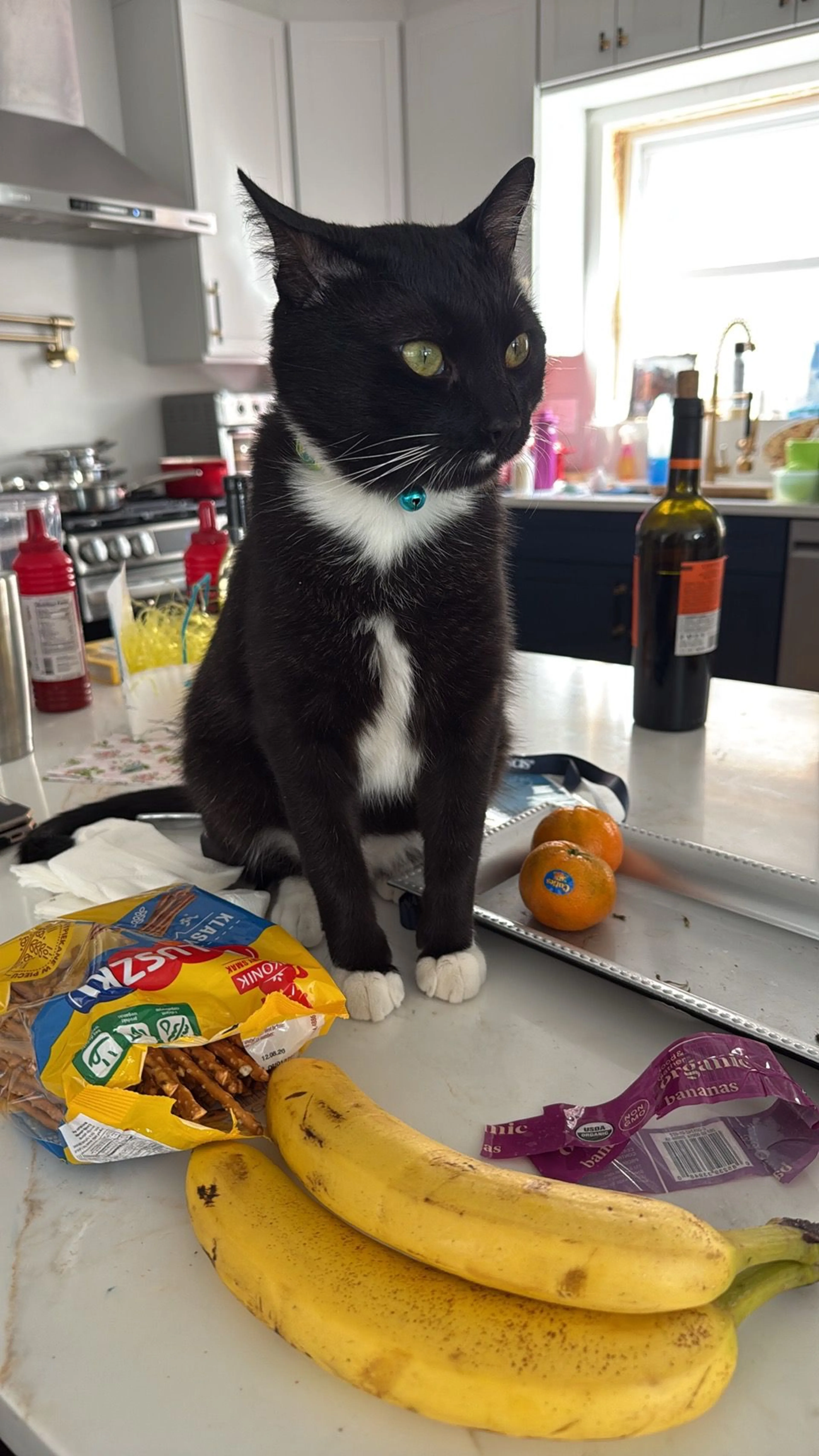 Lost pet
