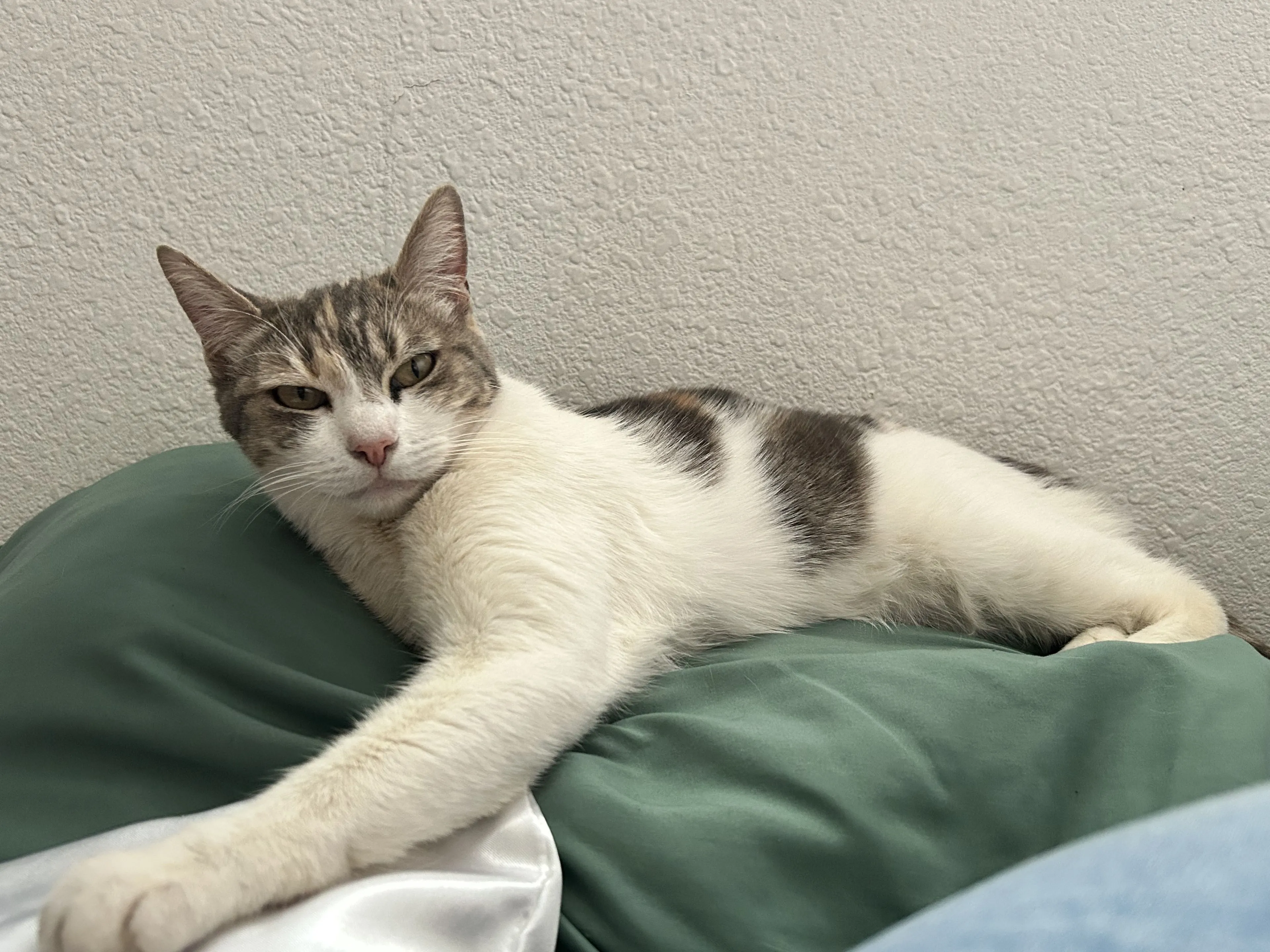 Lost pet-1
