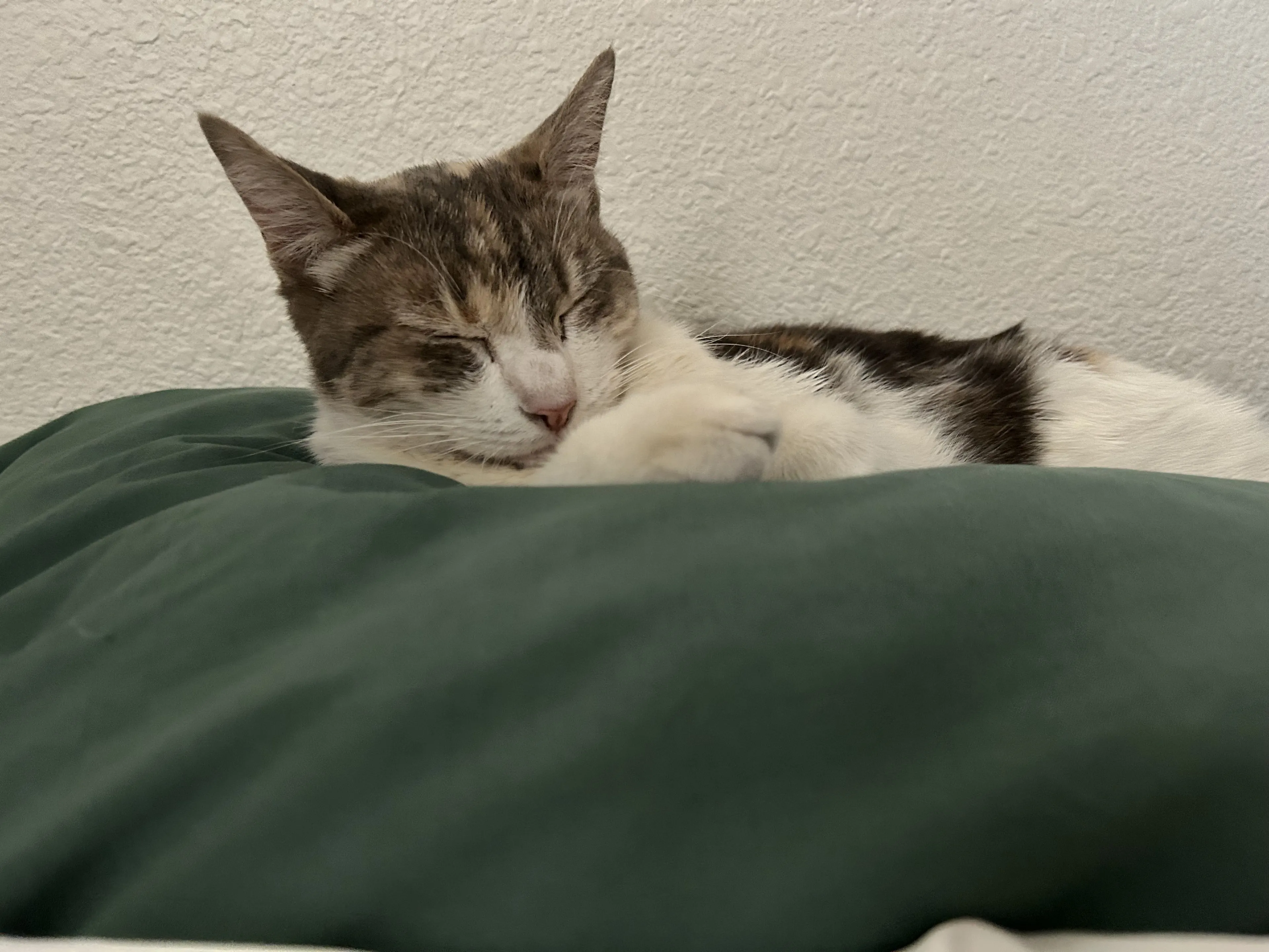 Lost pet-0