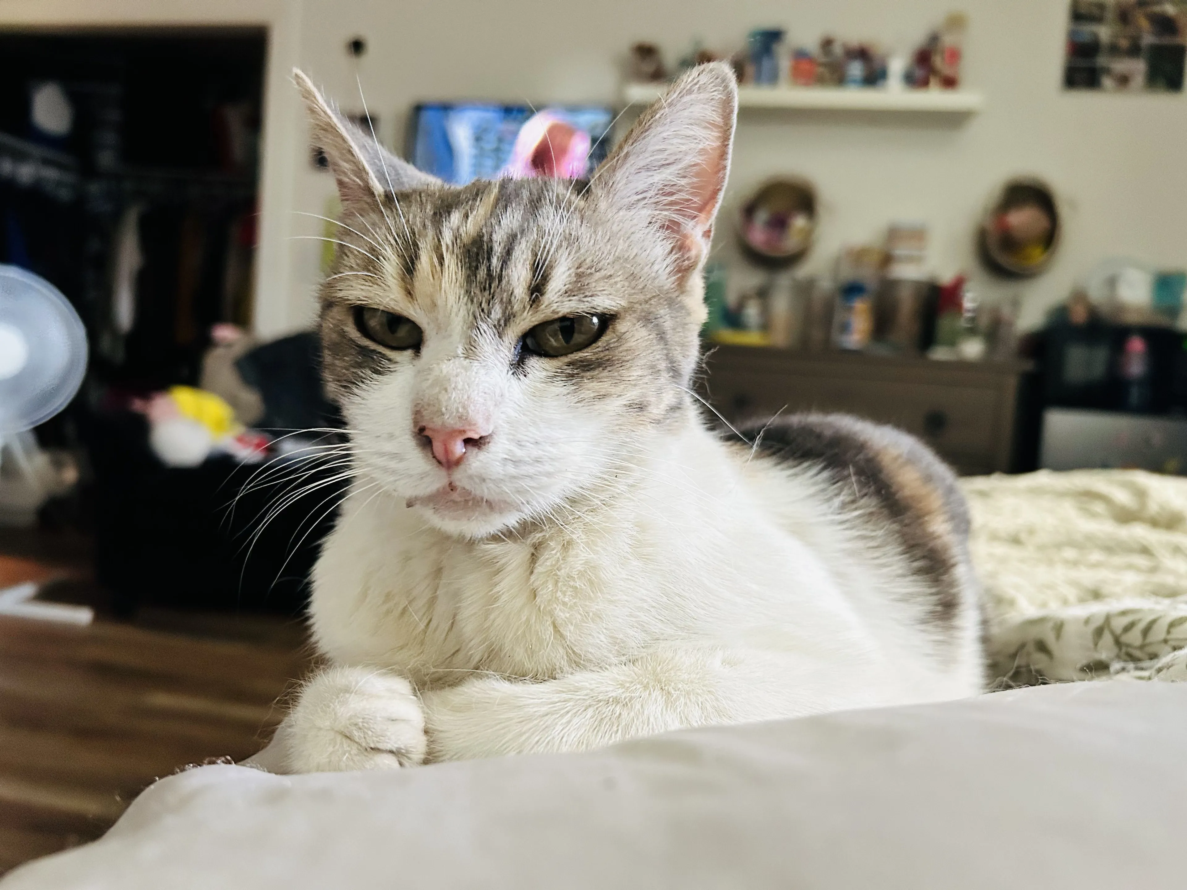 Lost pet-2