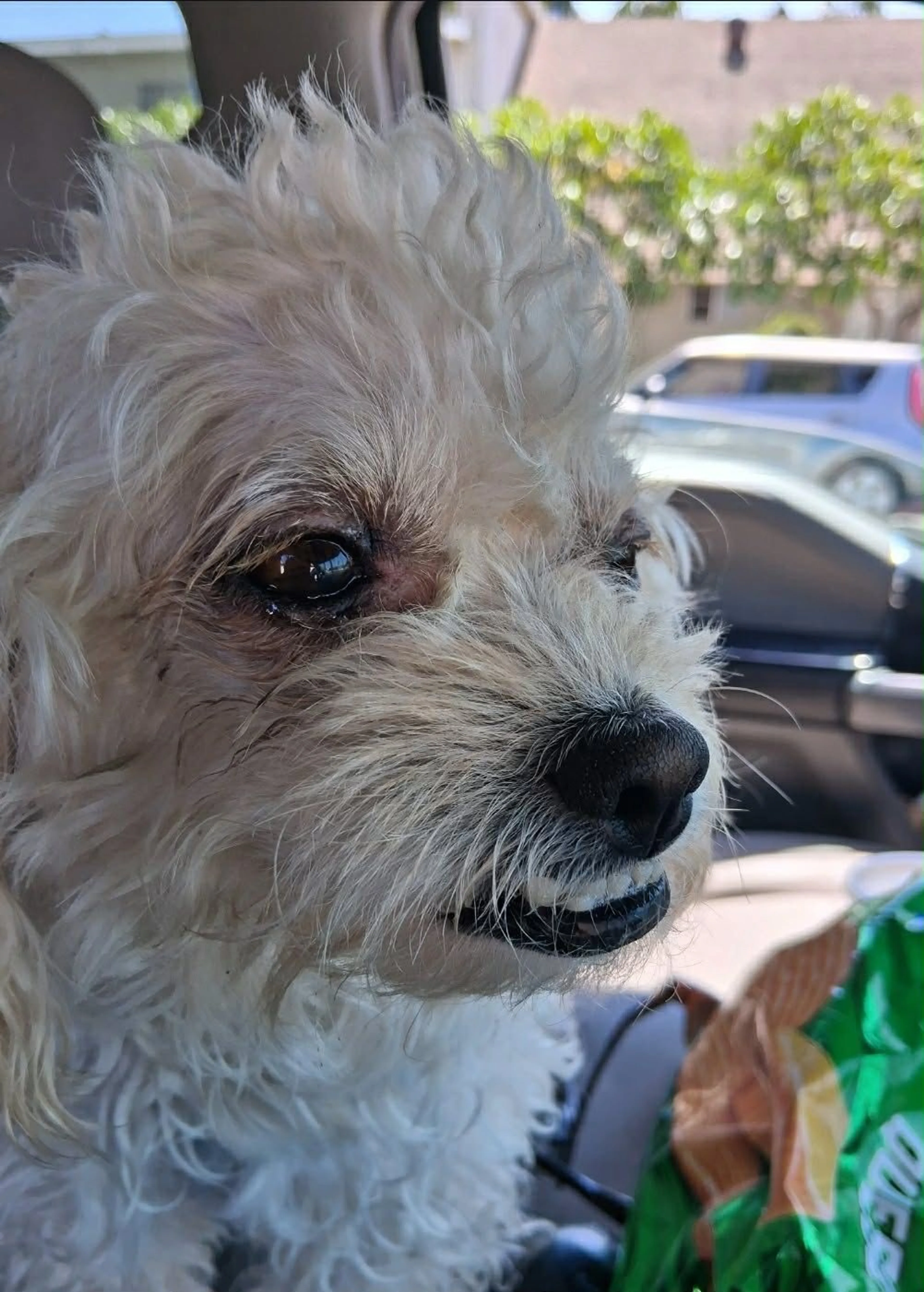 Lost pet-1