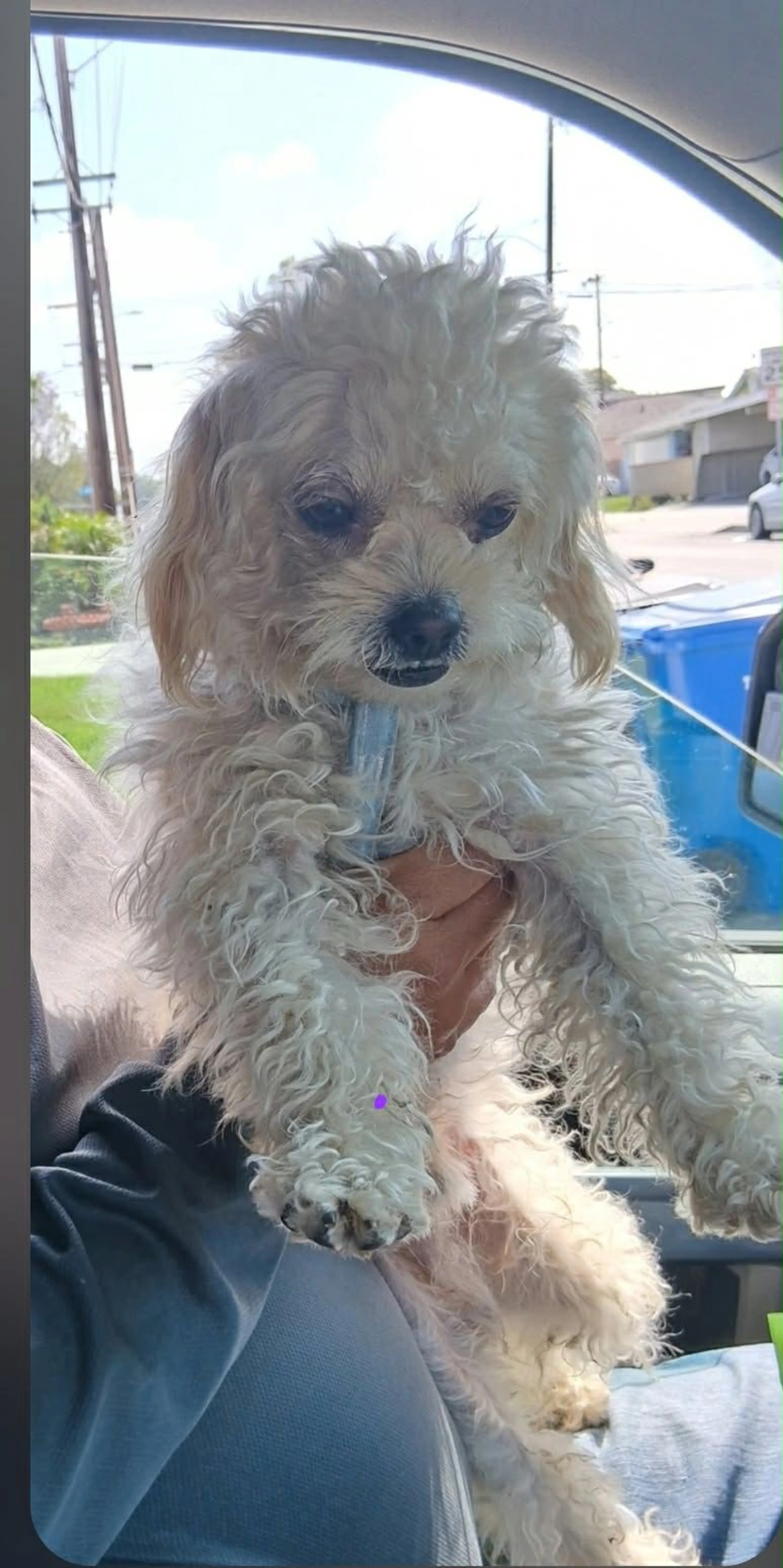 Lost pet-4