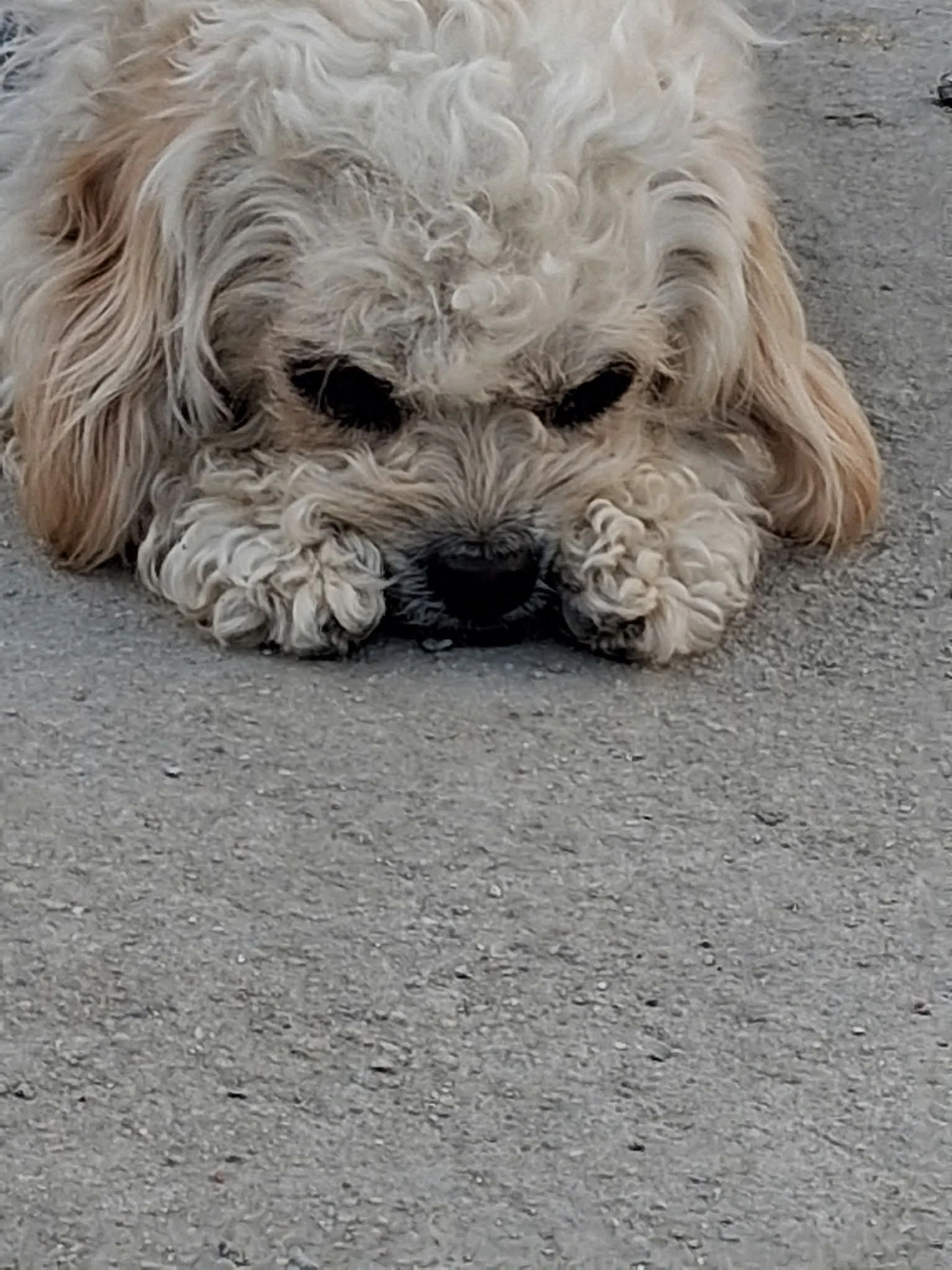 Lost pet-3