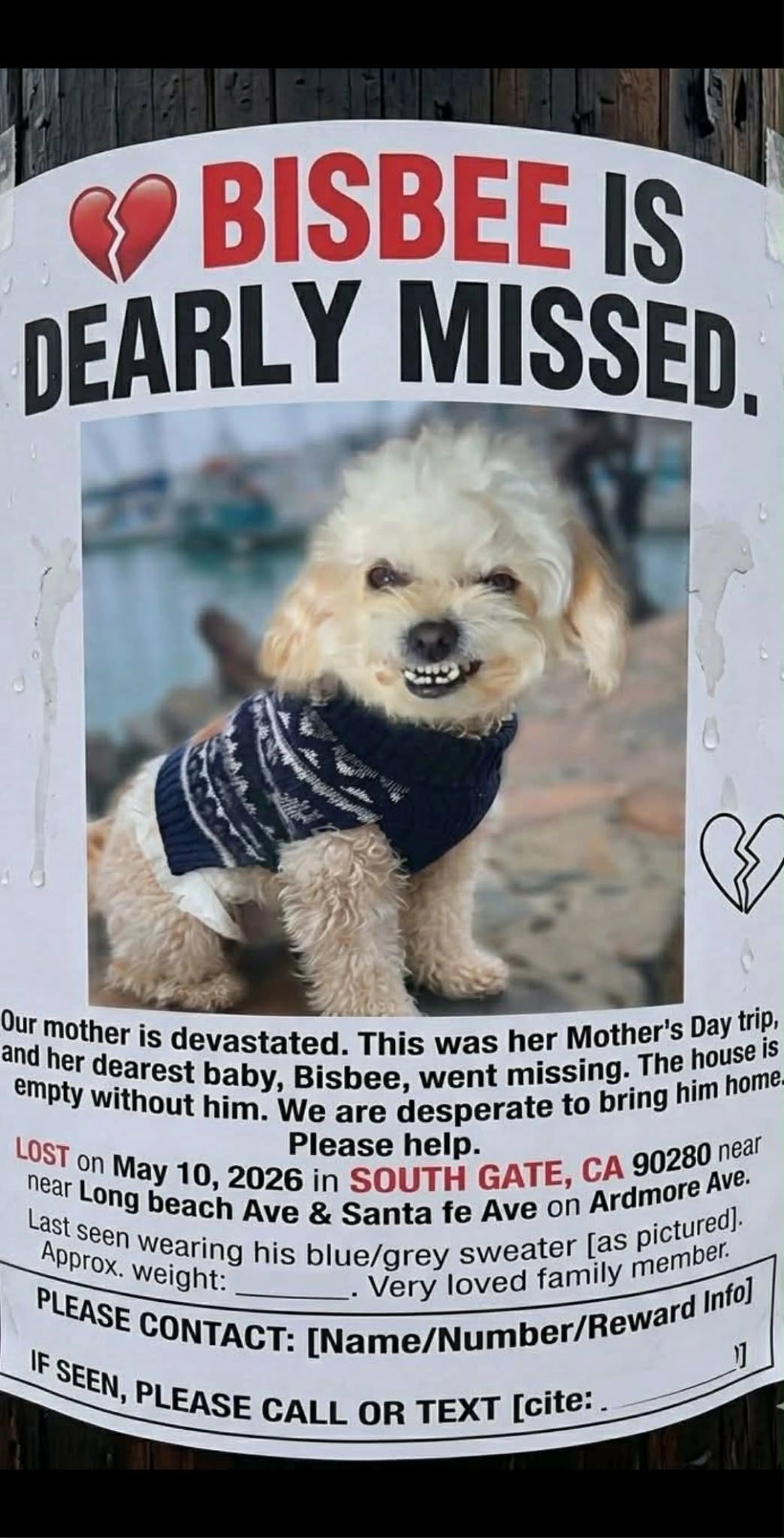 Lost pet-0