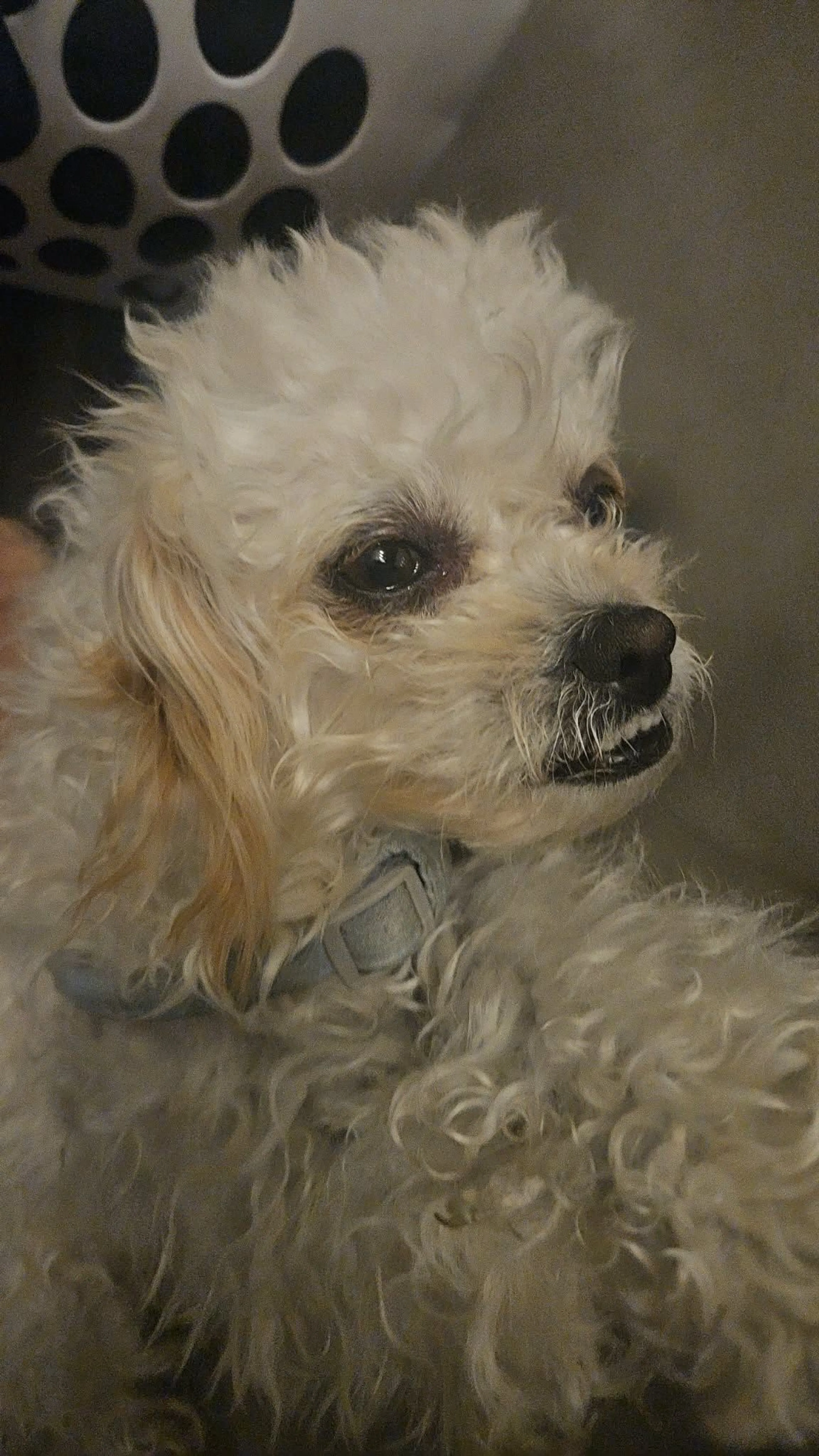 Lost pet-2