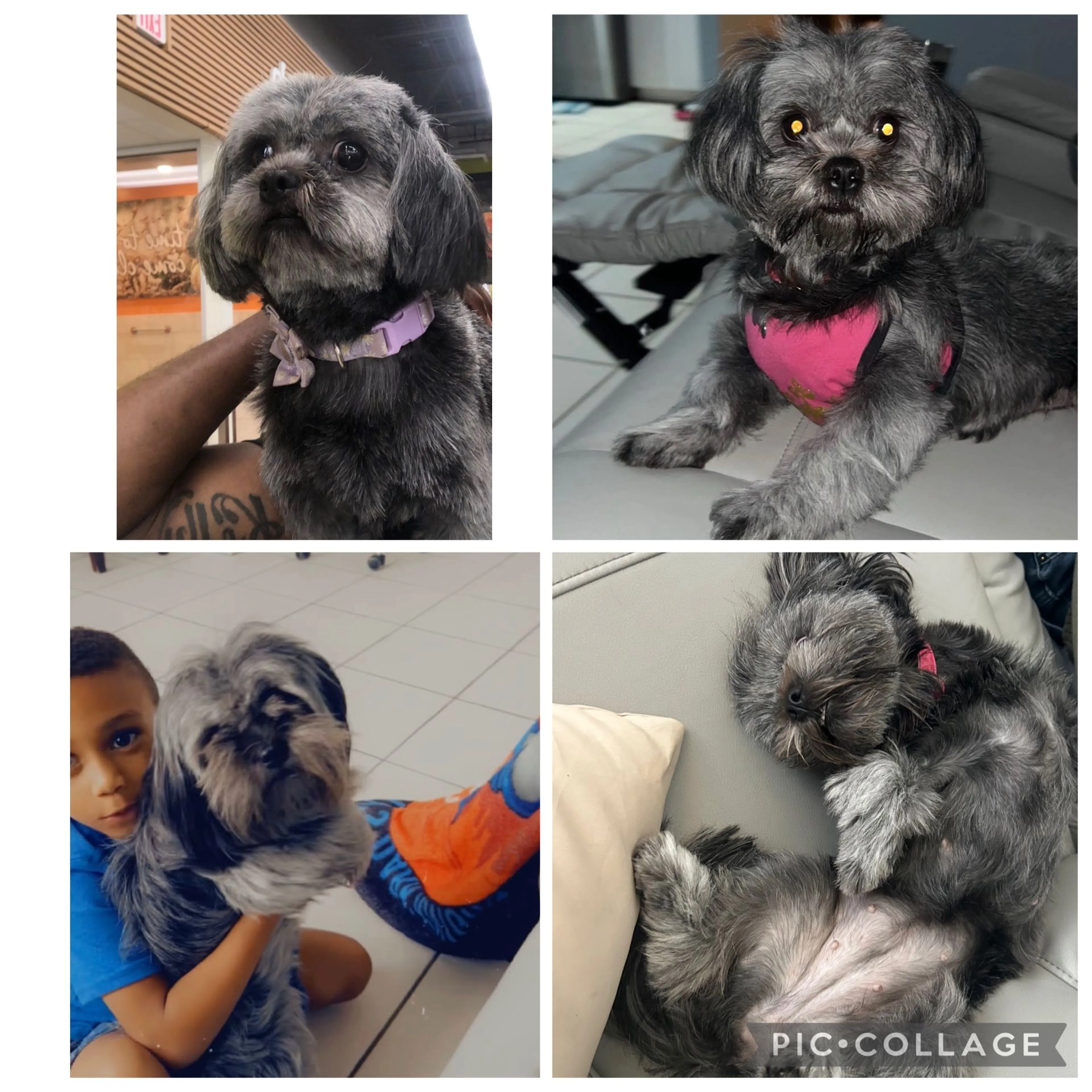 Lost pet