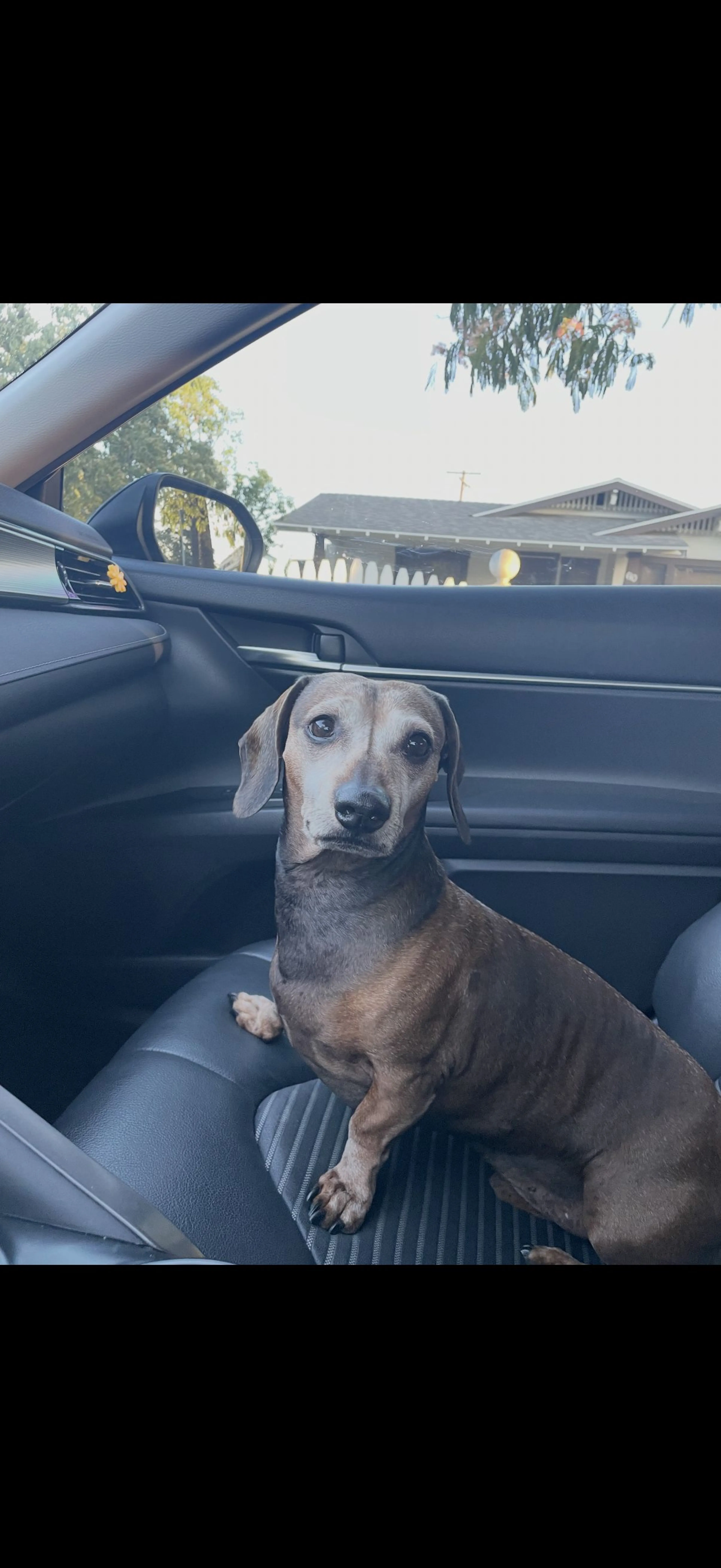 Lost pet-1