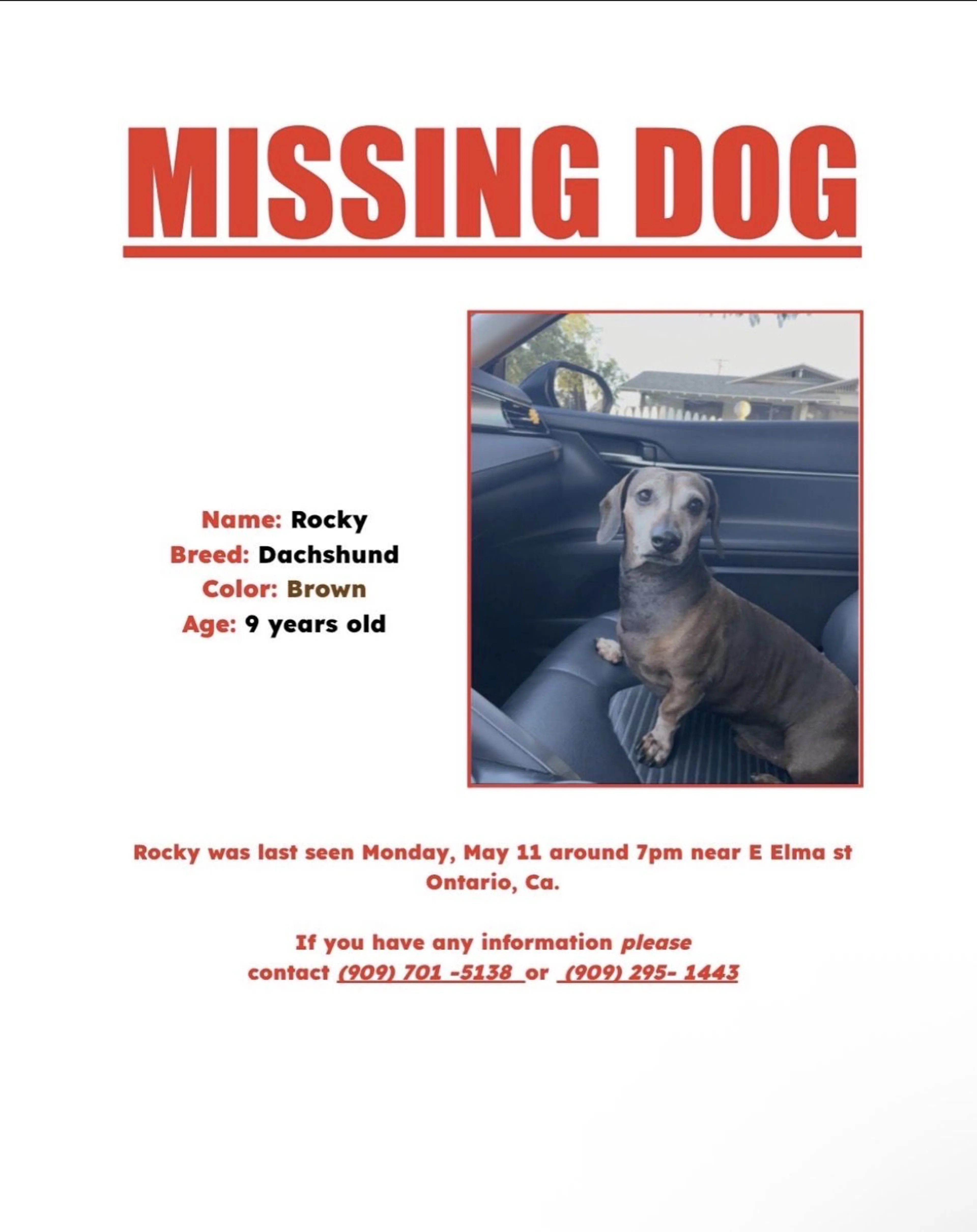 Lost pet-0