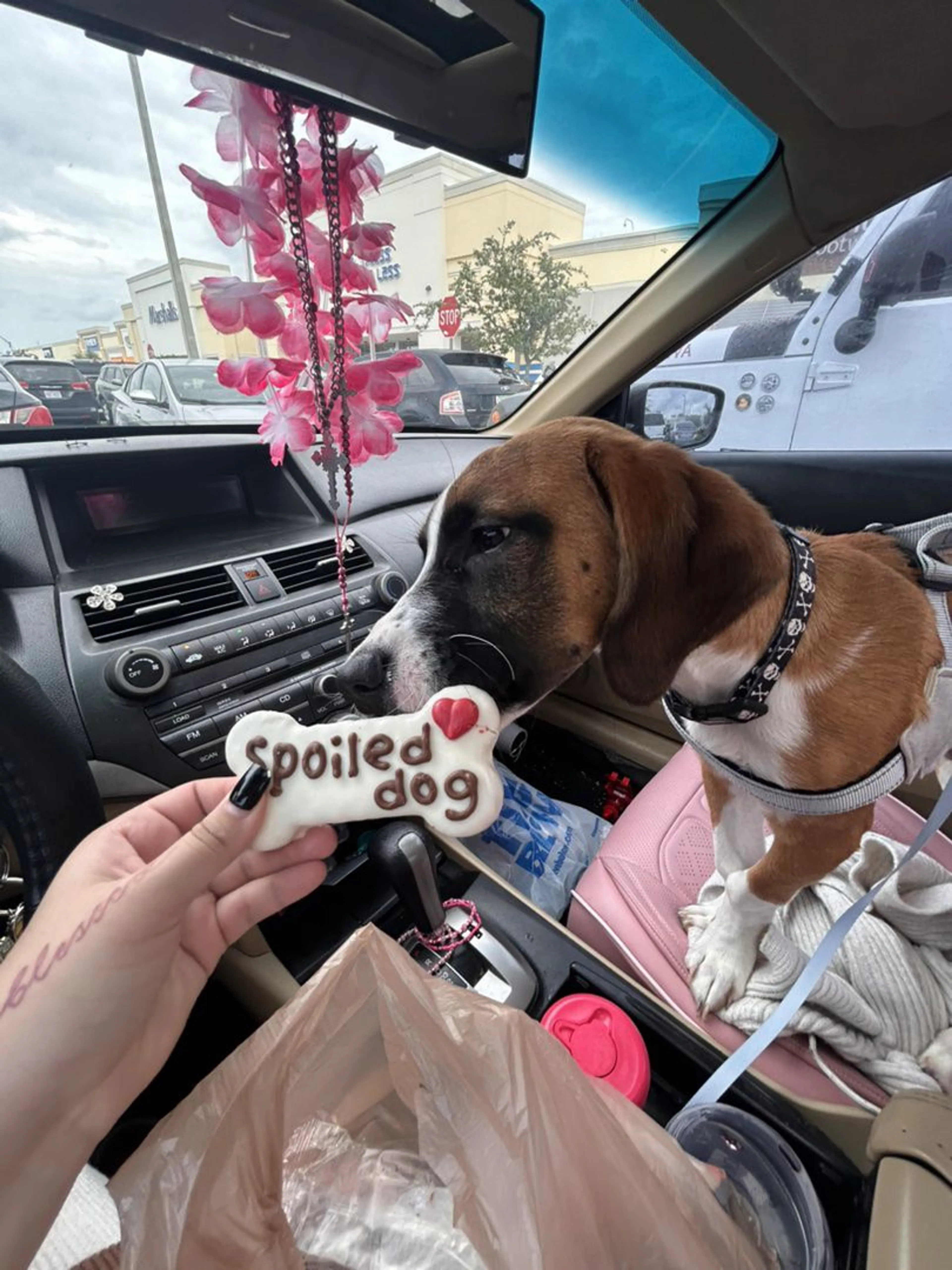 Lost pet-3