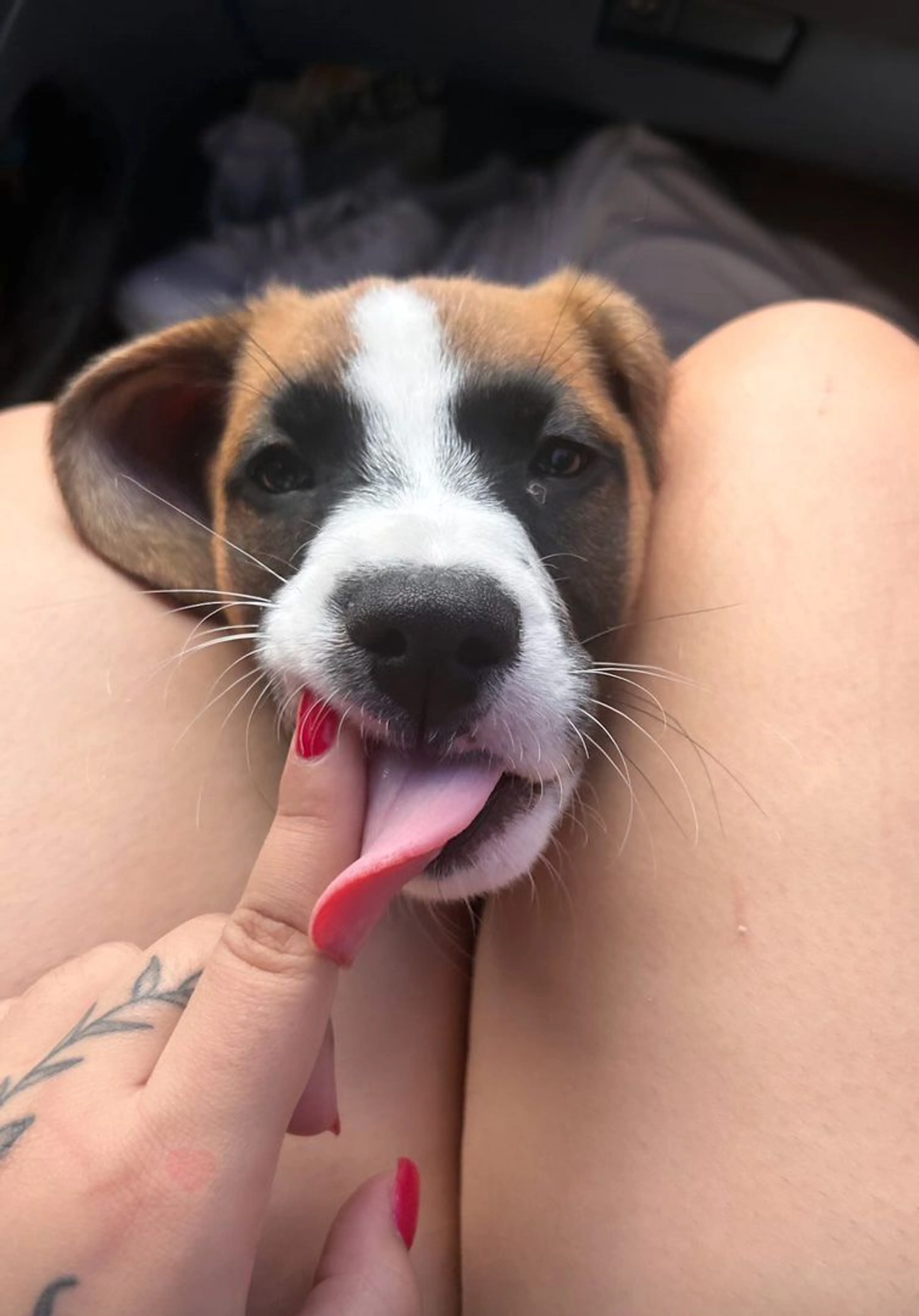 Lost pet-2
