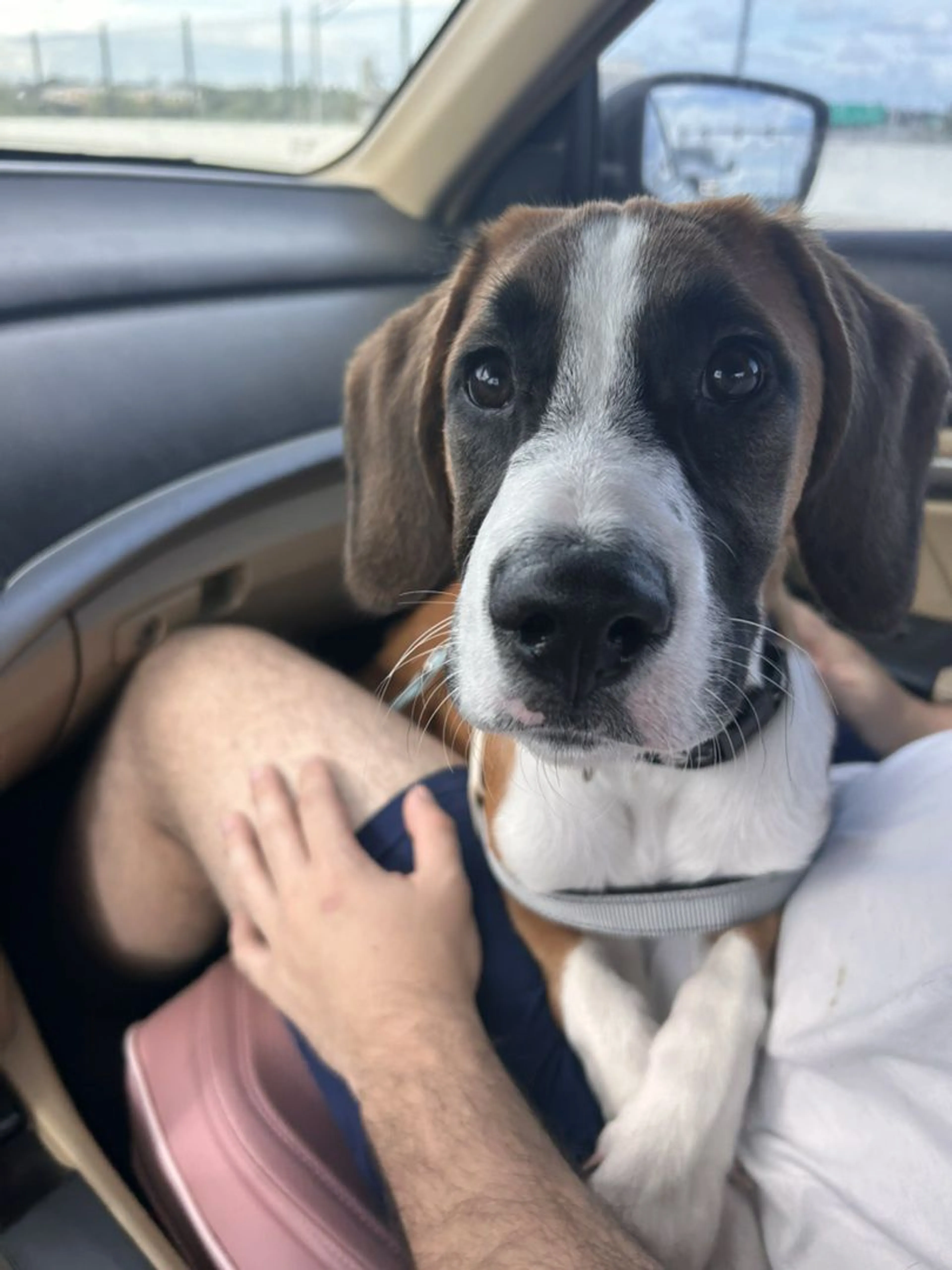 Lost pet-0