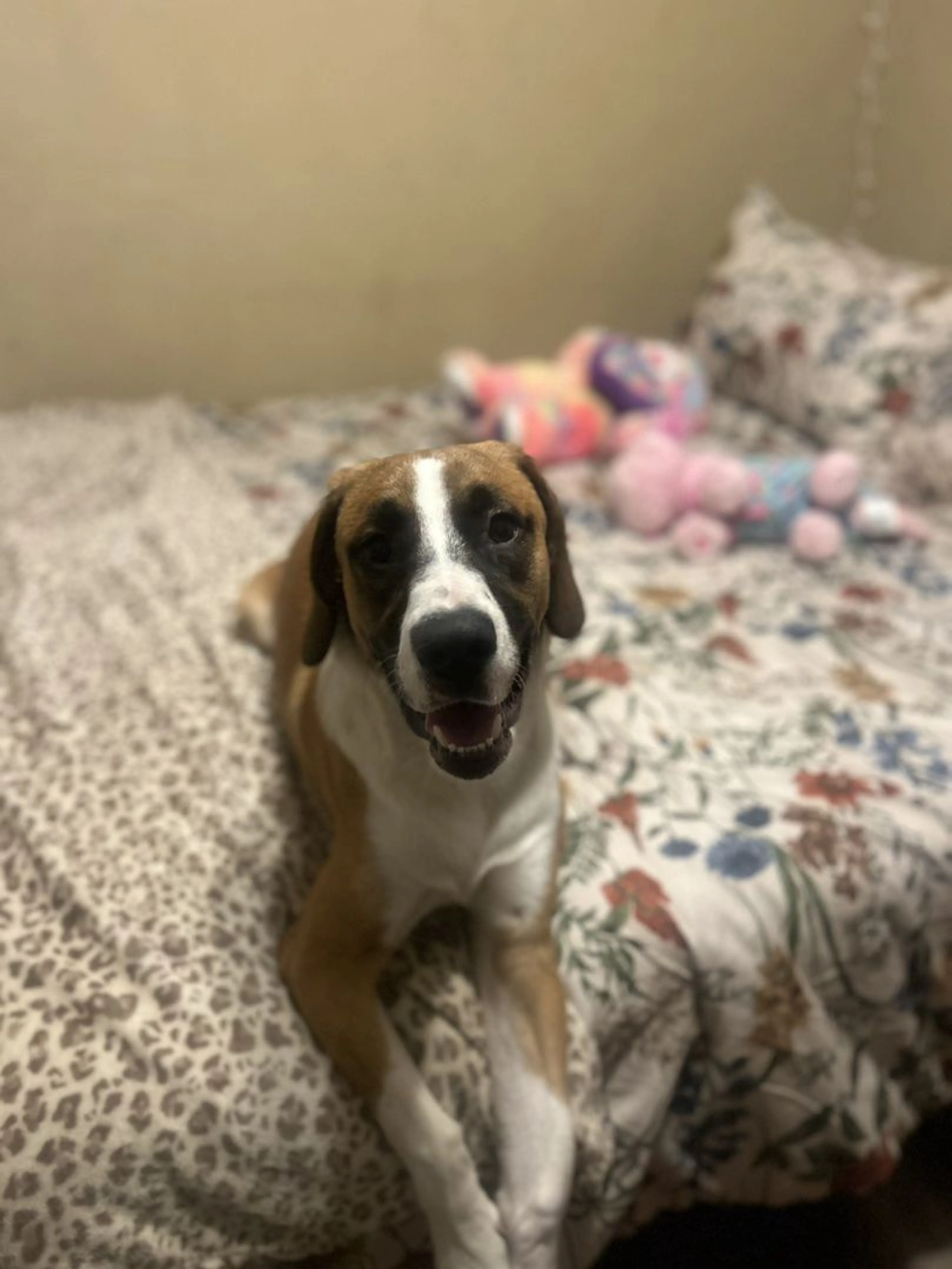 Lost pet-4
