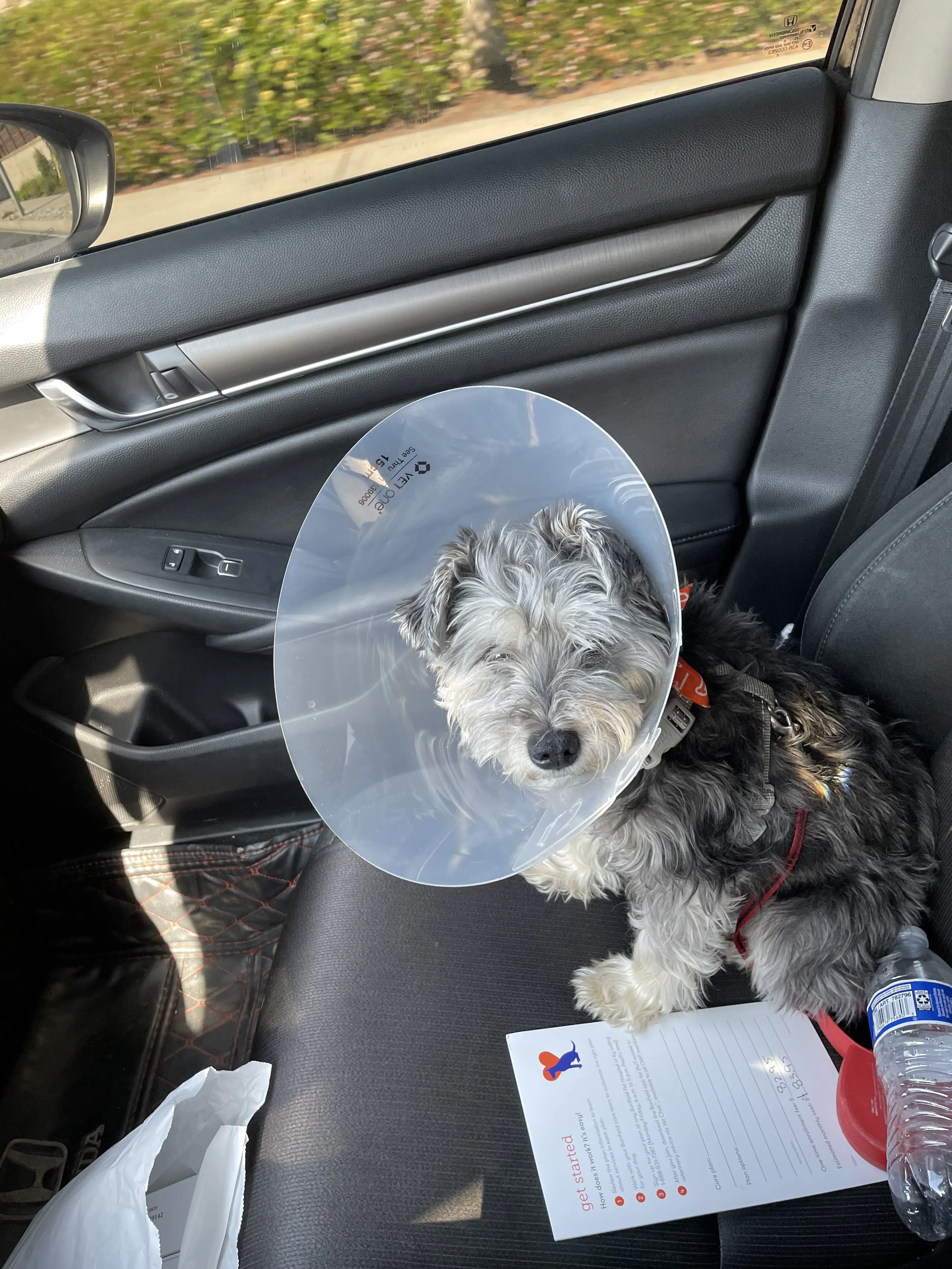 Lost pet
