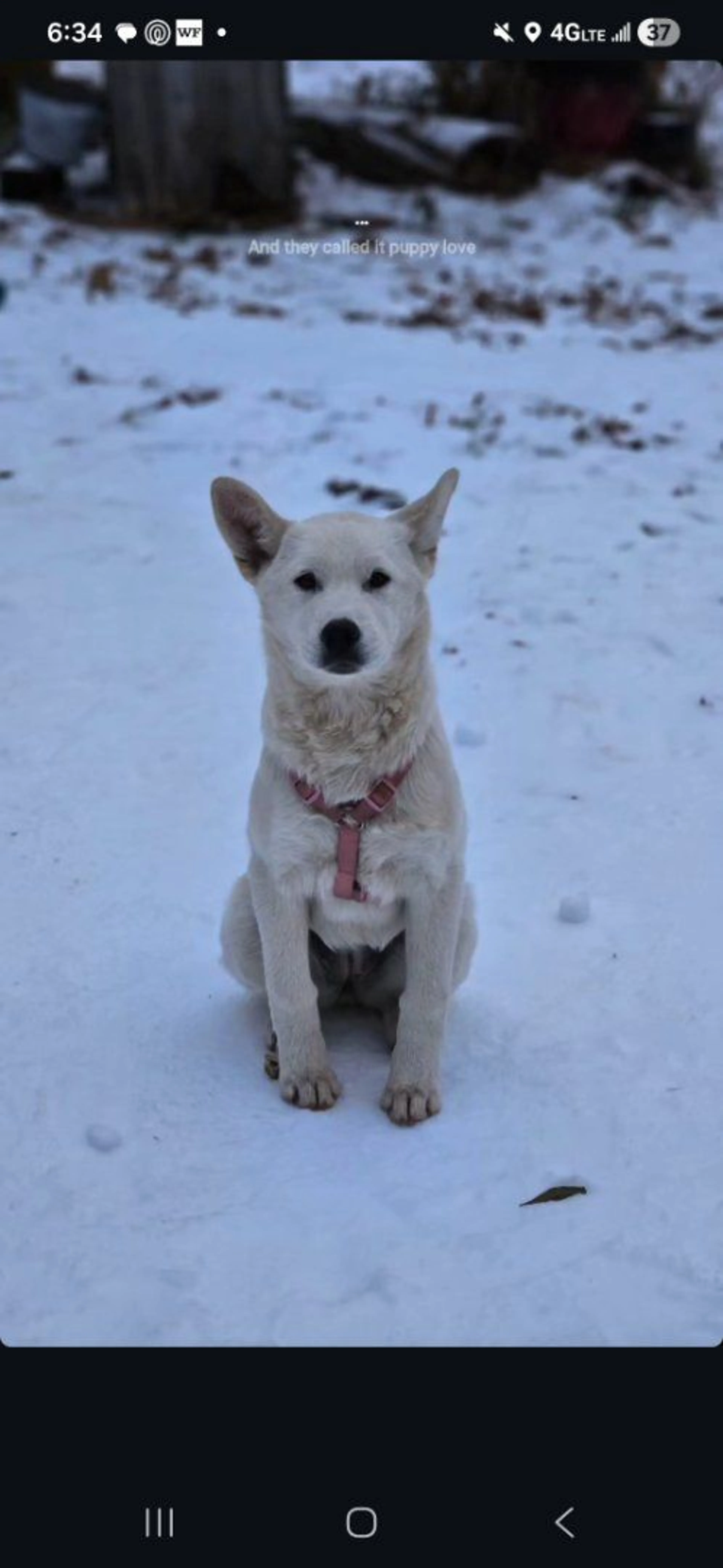 Lost pet-2