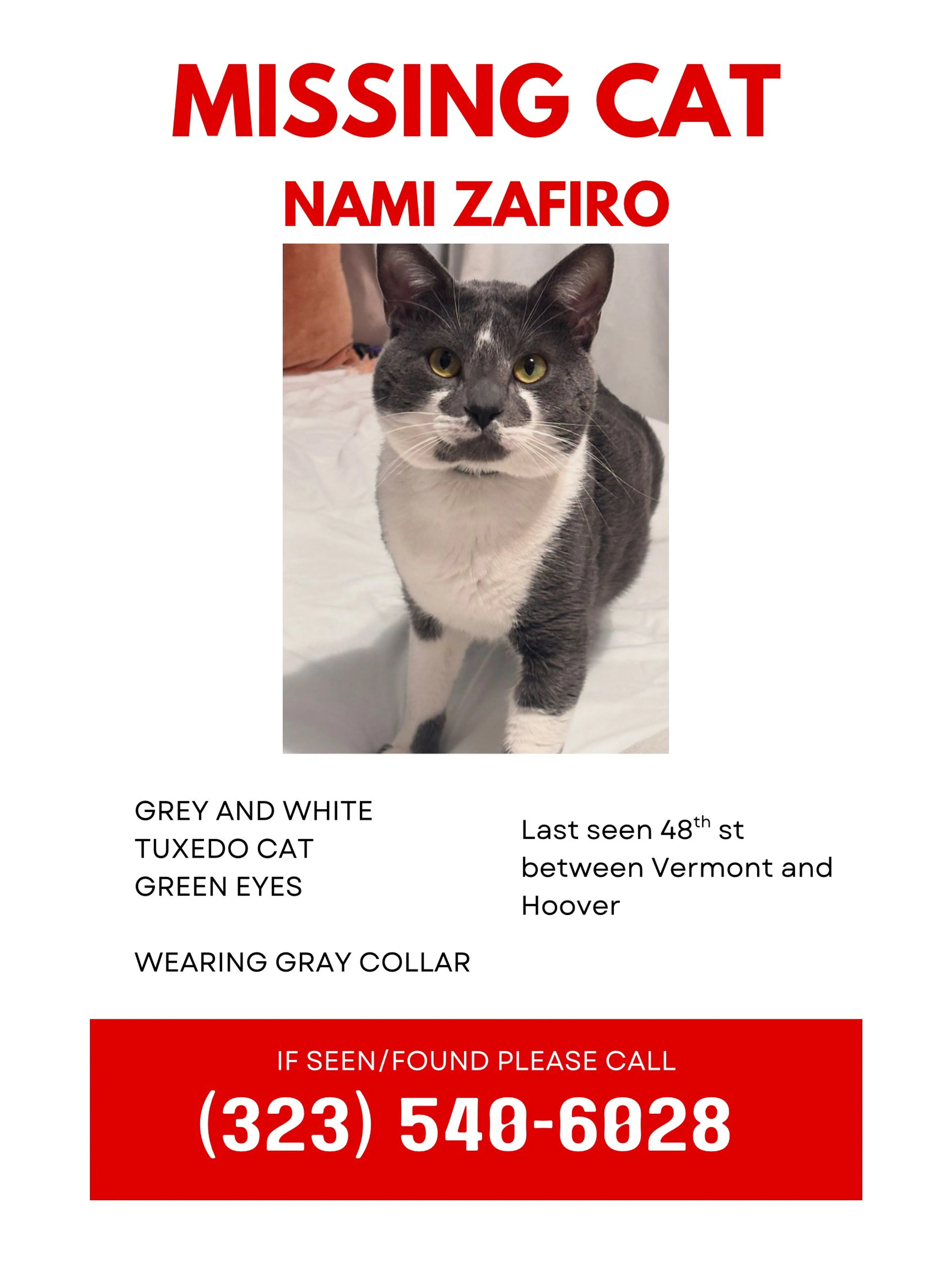 Lost pet-0