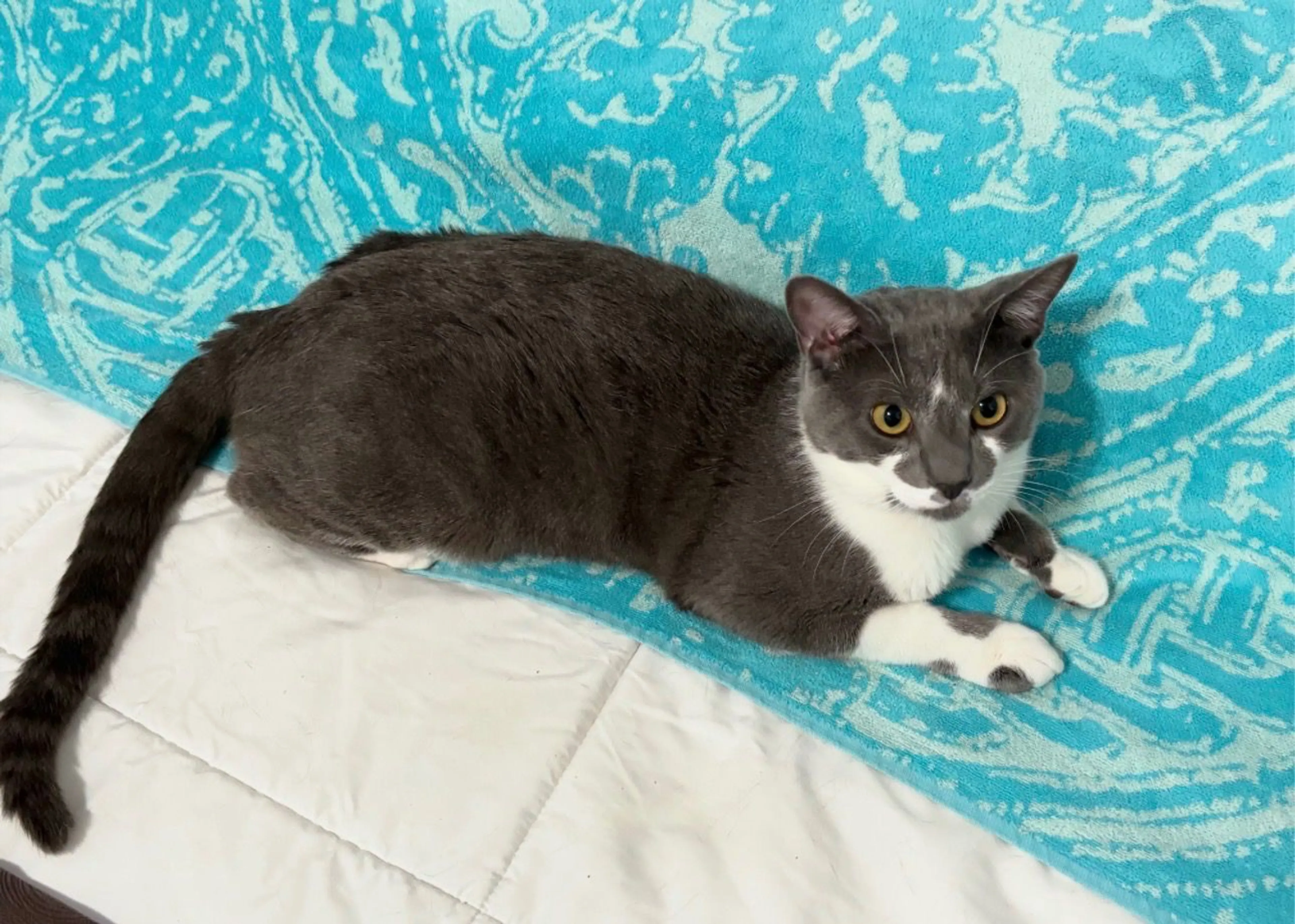 Lost pet-1