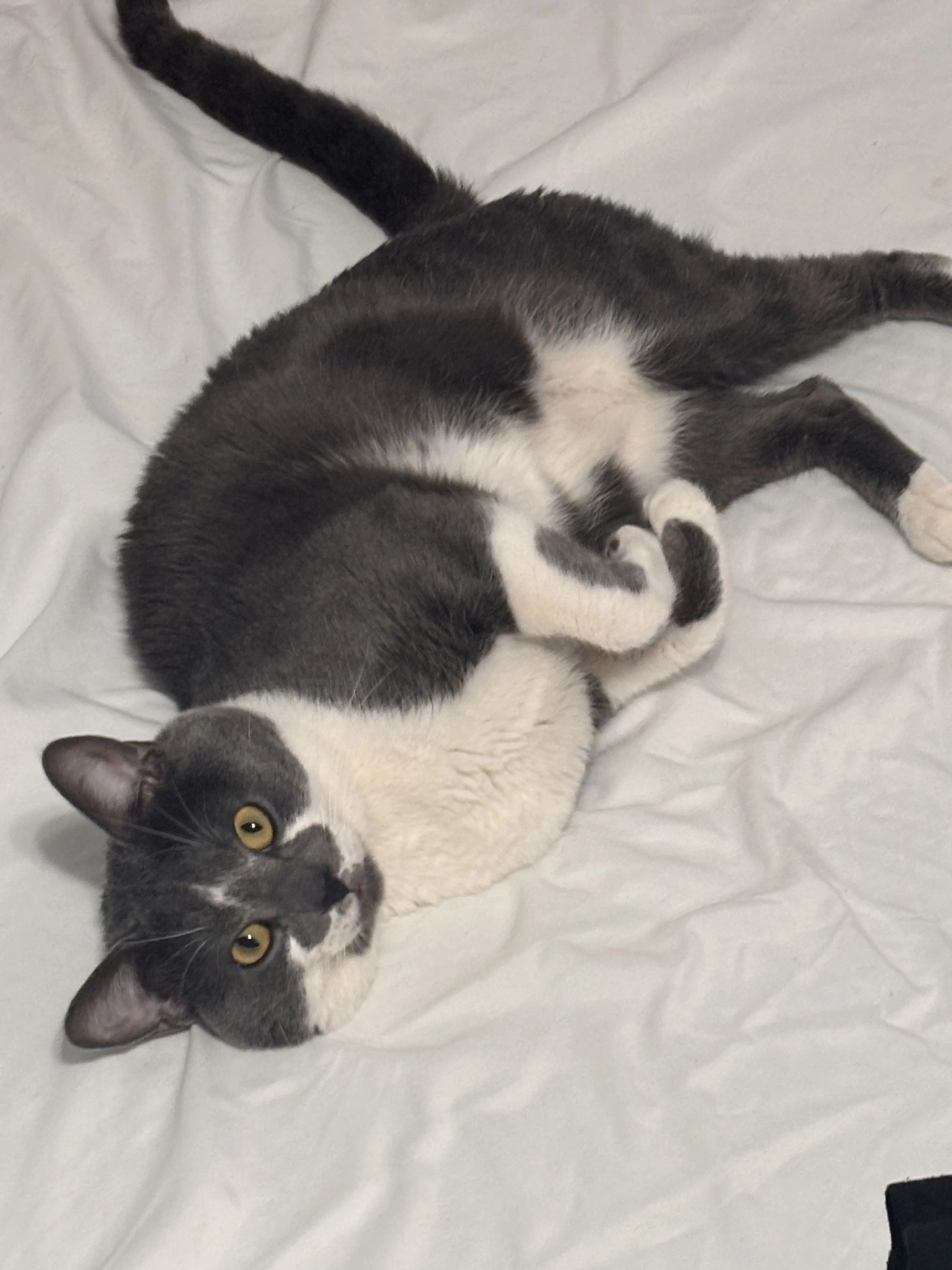 Lost pet-2