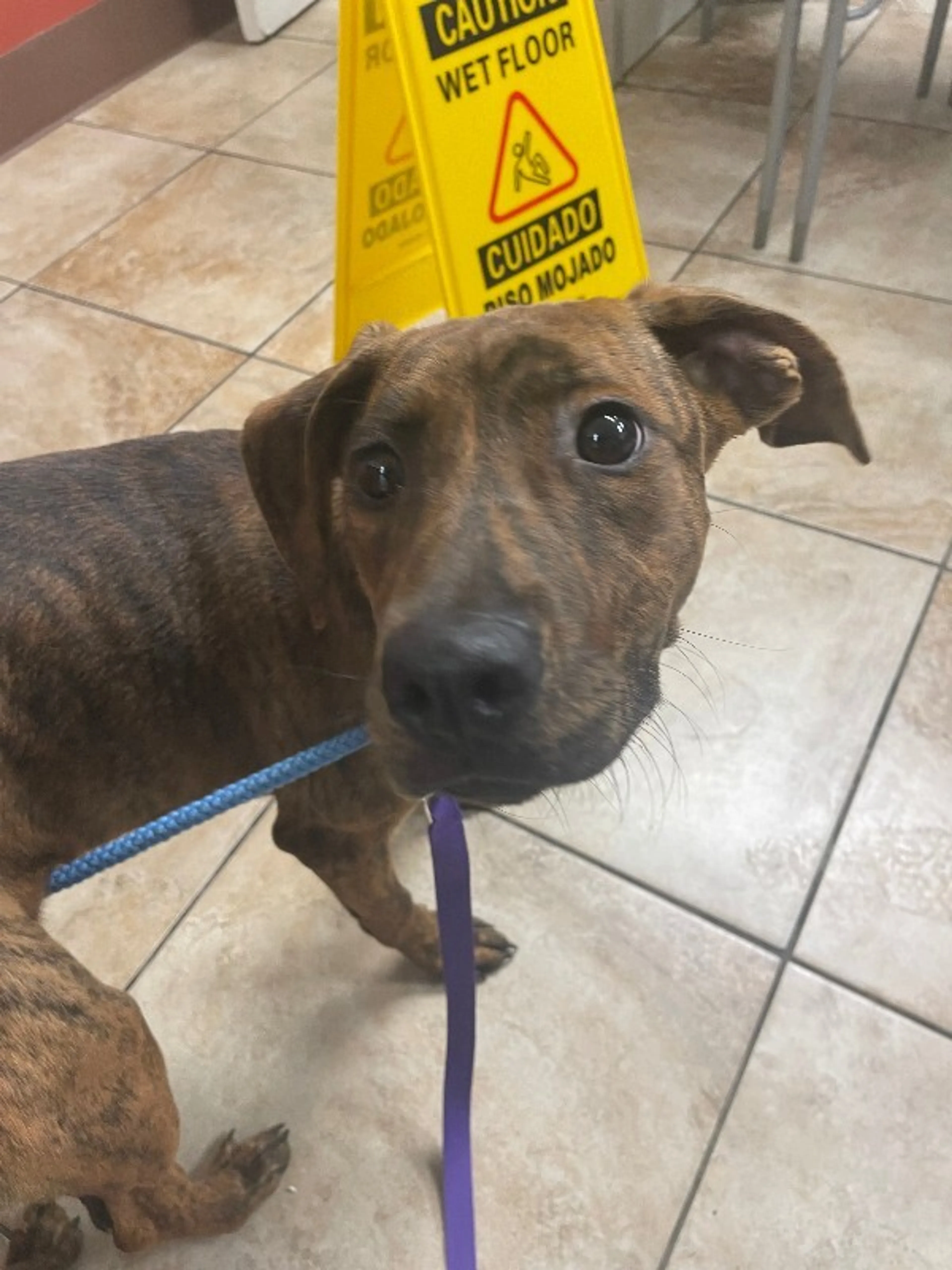 Found pet-3