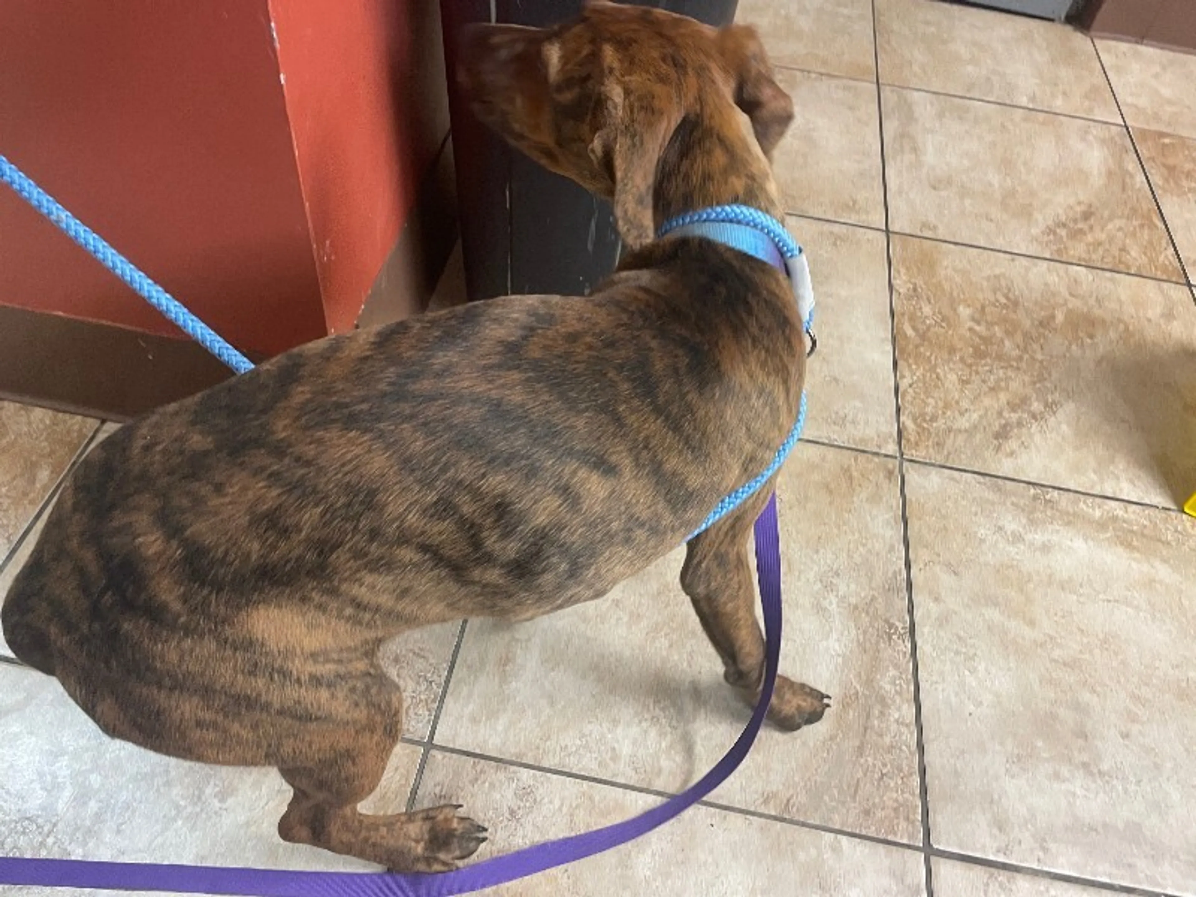 Found pet-1