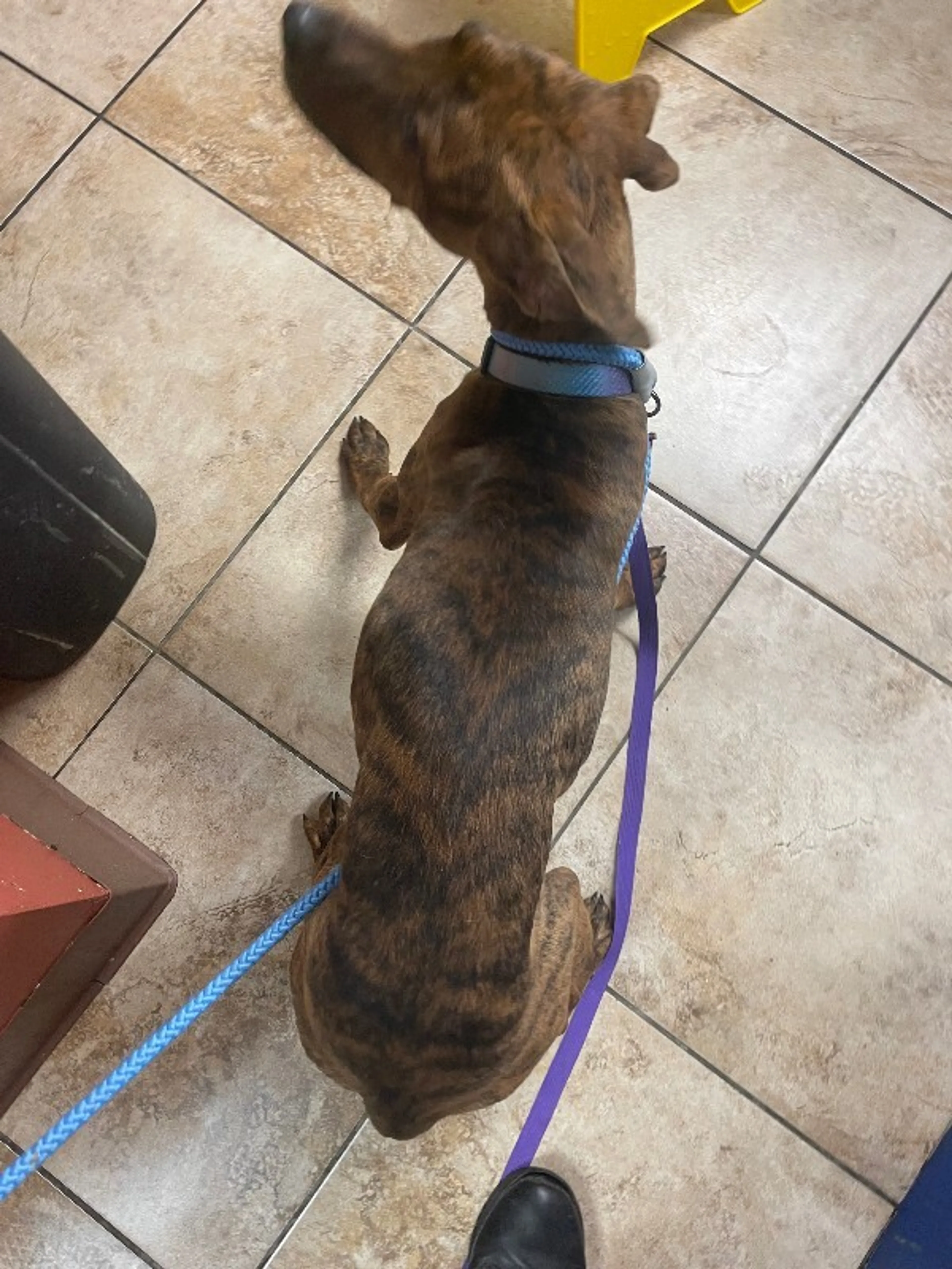 Found pet-2