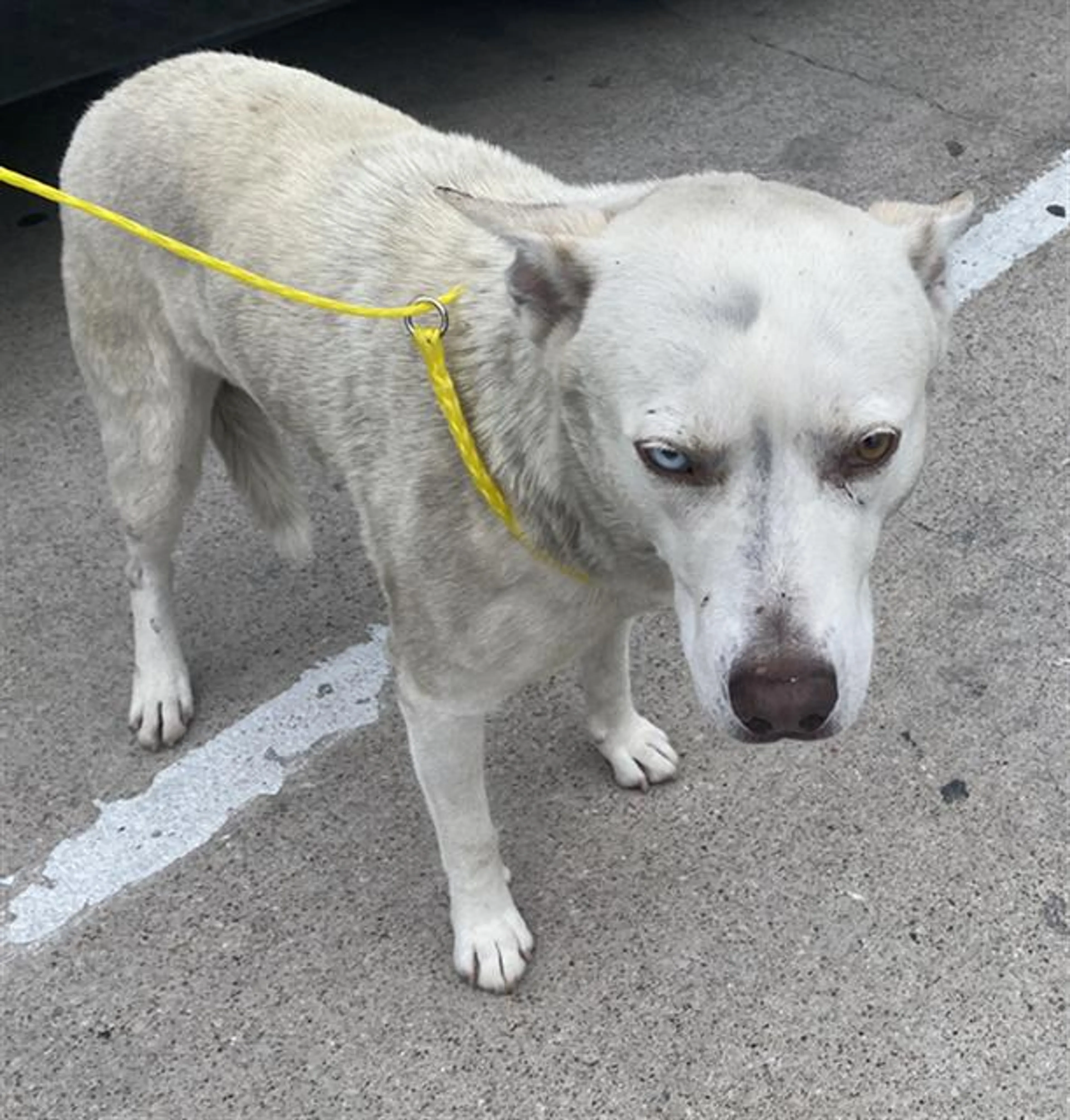 Found pet