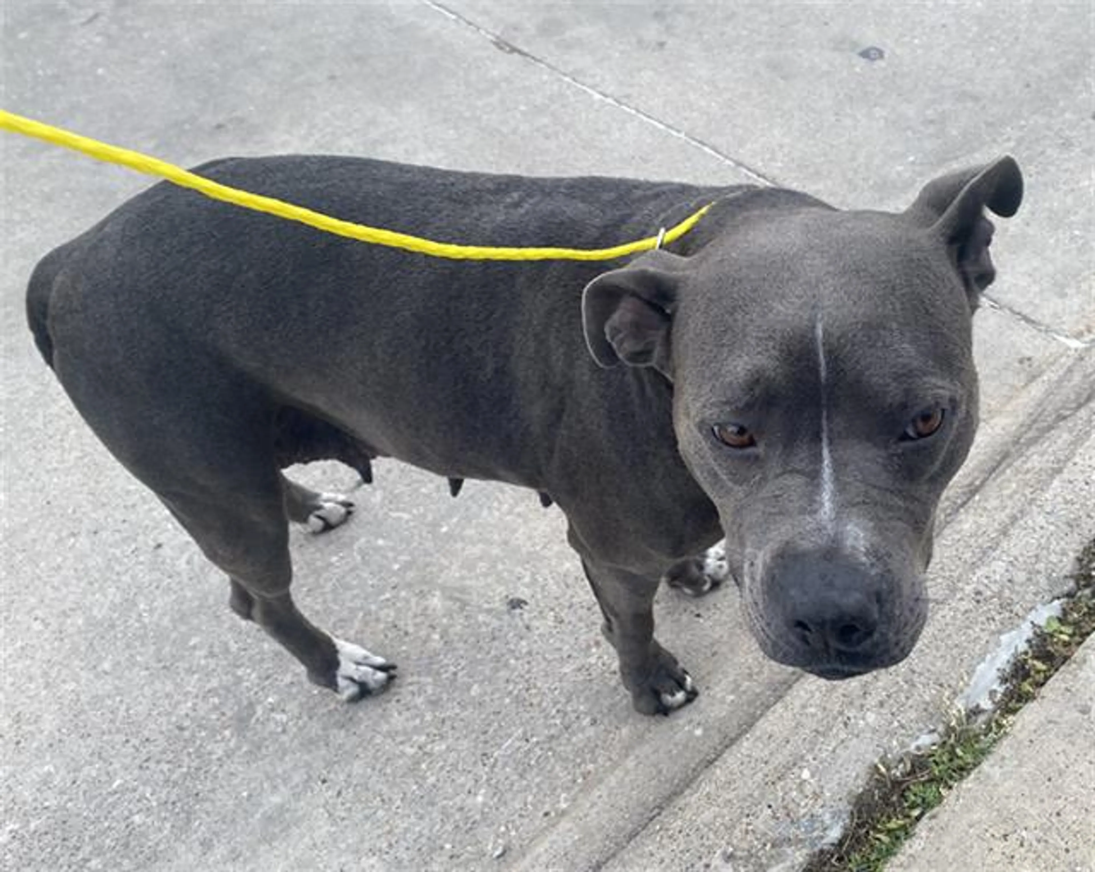 Found pet