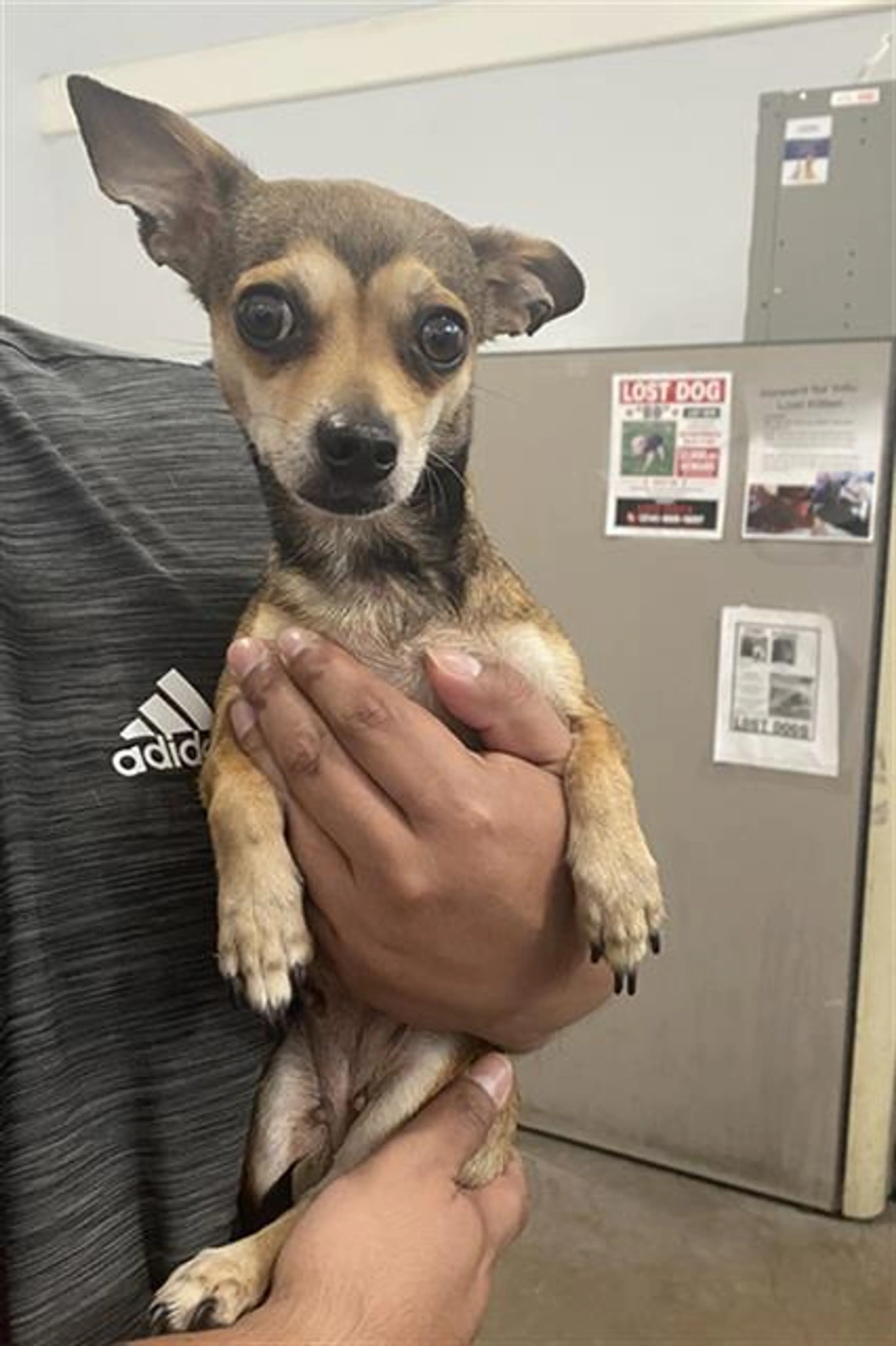 Found pet