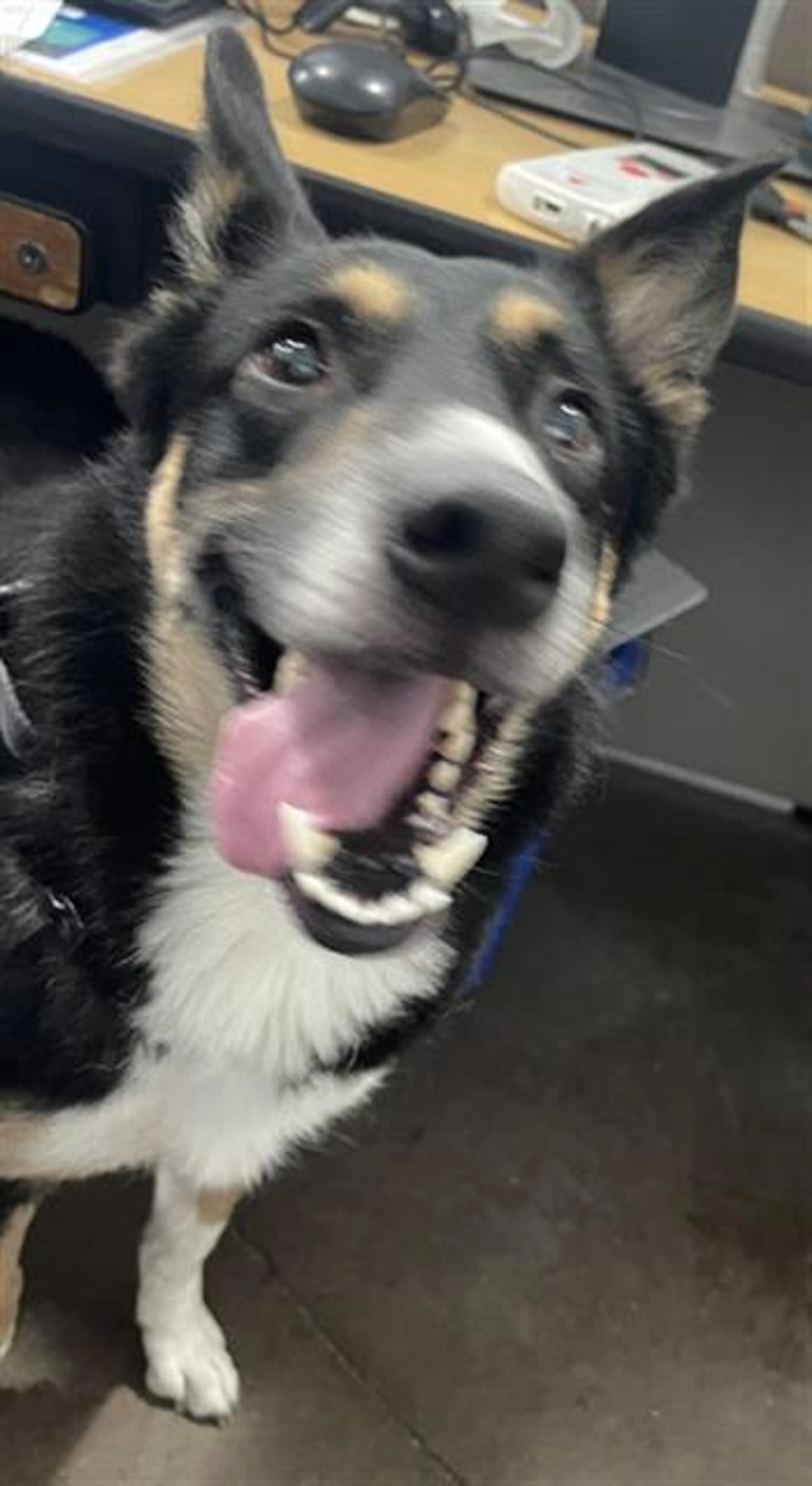 Found pet